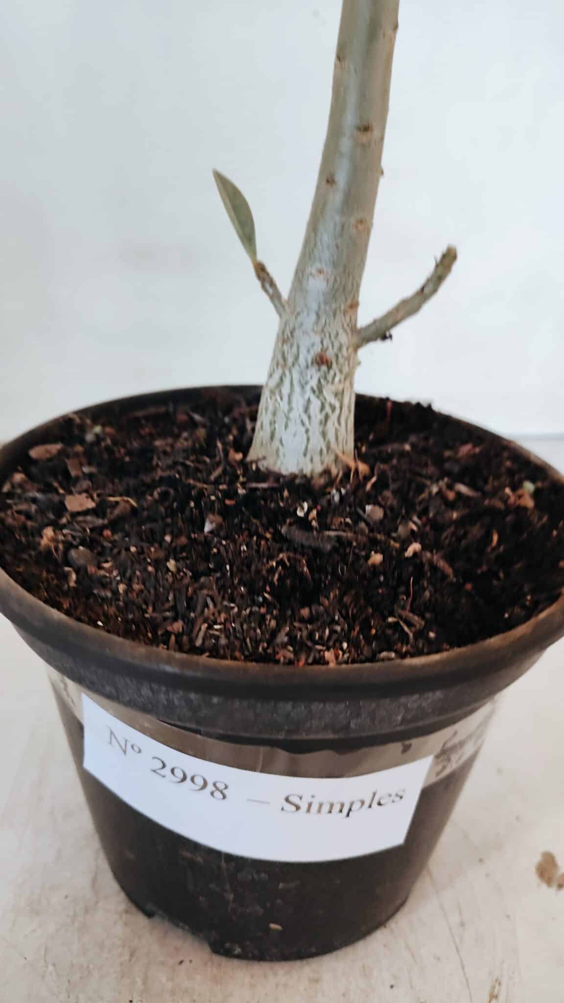 Planta Simples 2998 – 30cm – 02 anos