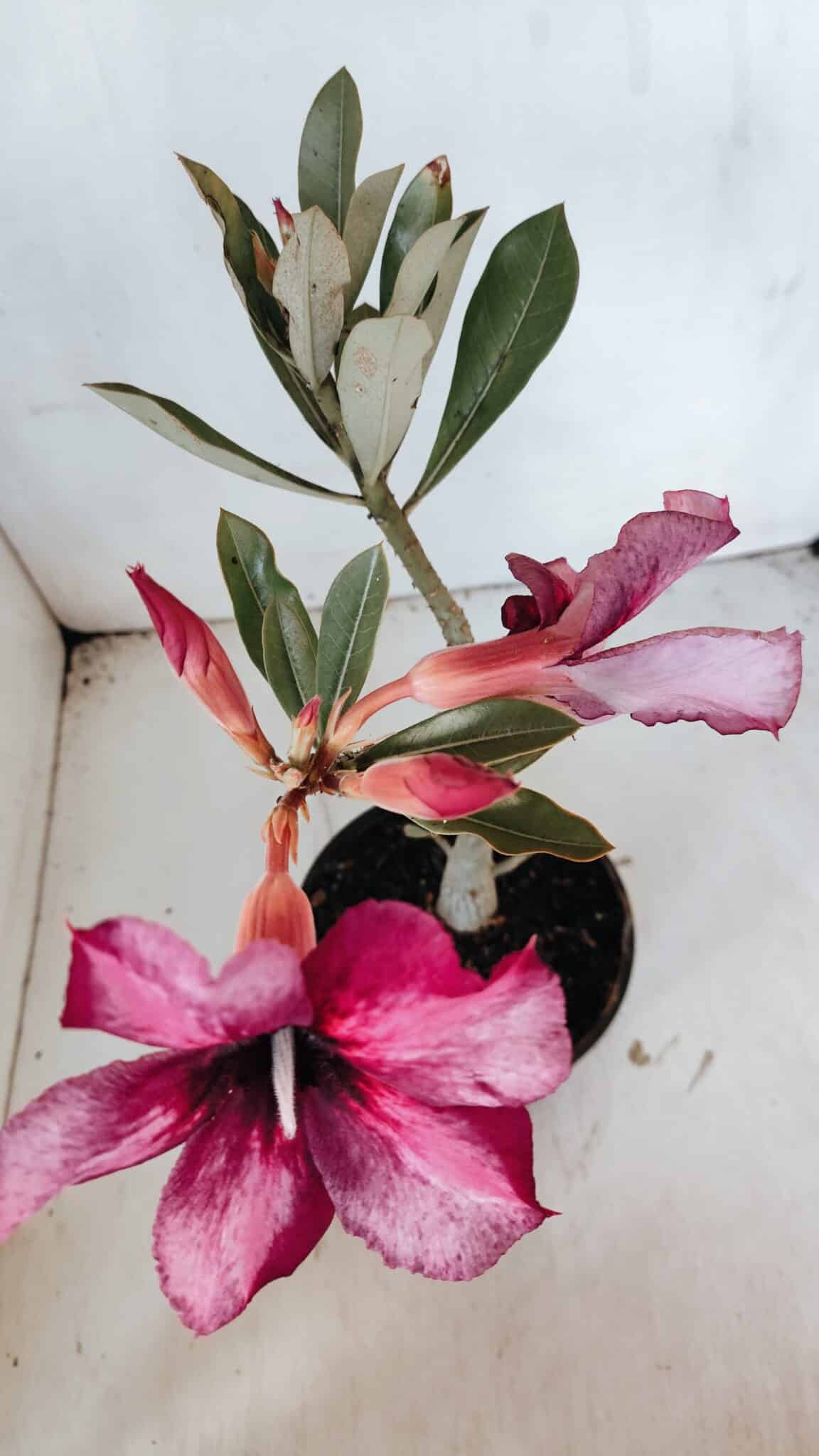 Planta Simples 2998 – 30cm – 02 anos