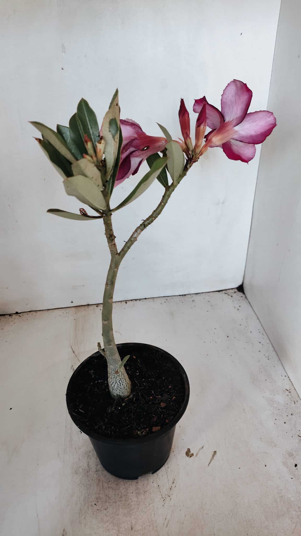 Planta Simples 2998 – 30cm – 02 anos