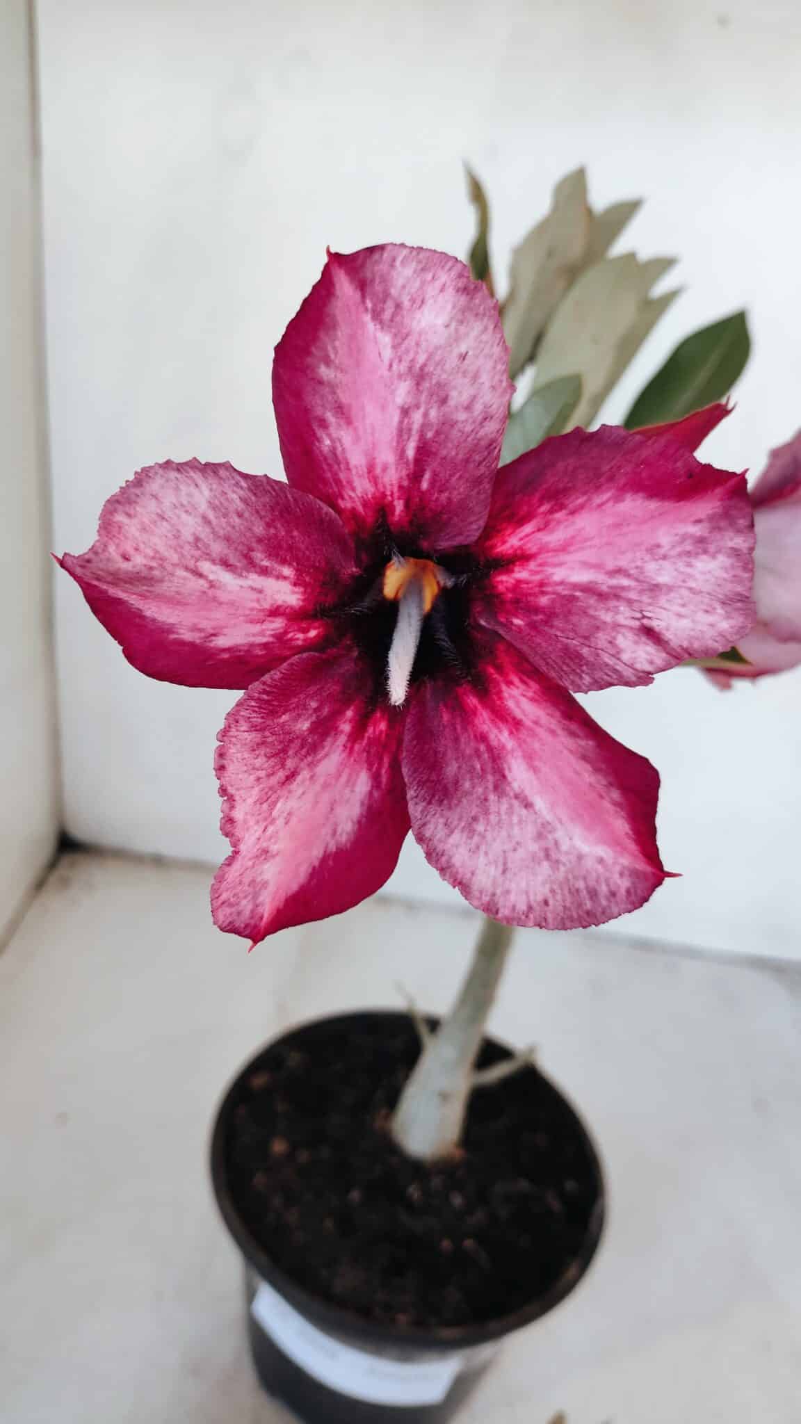 Planta Simples 2998 – 30cm – 02 anos
