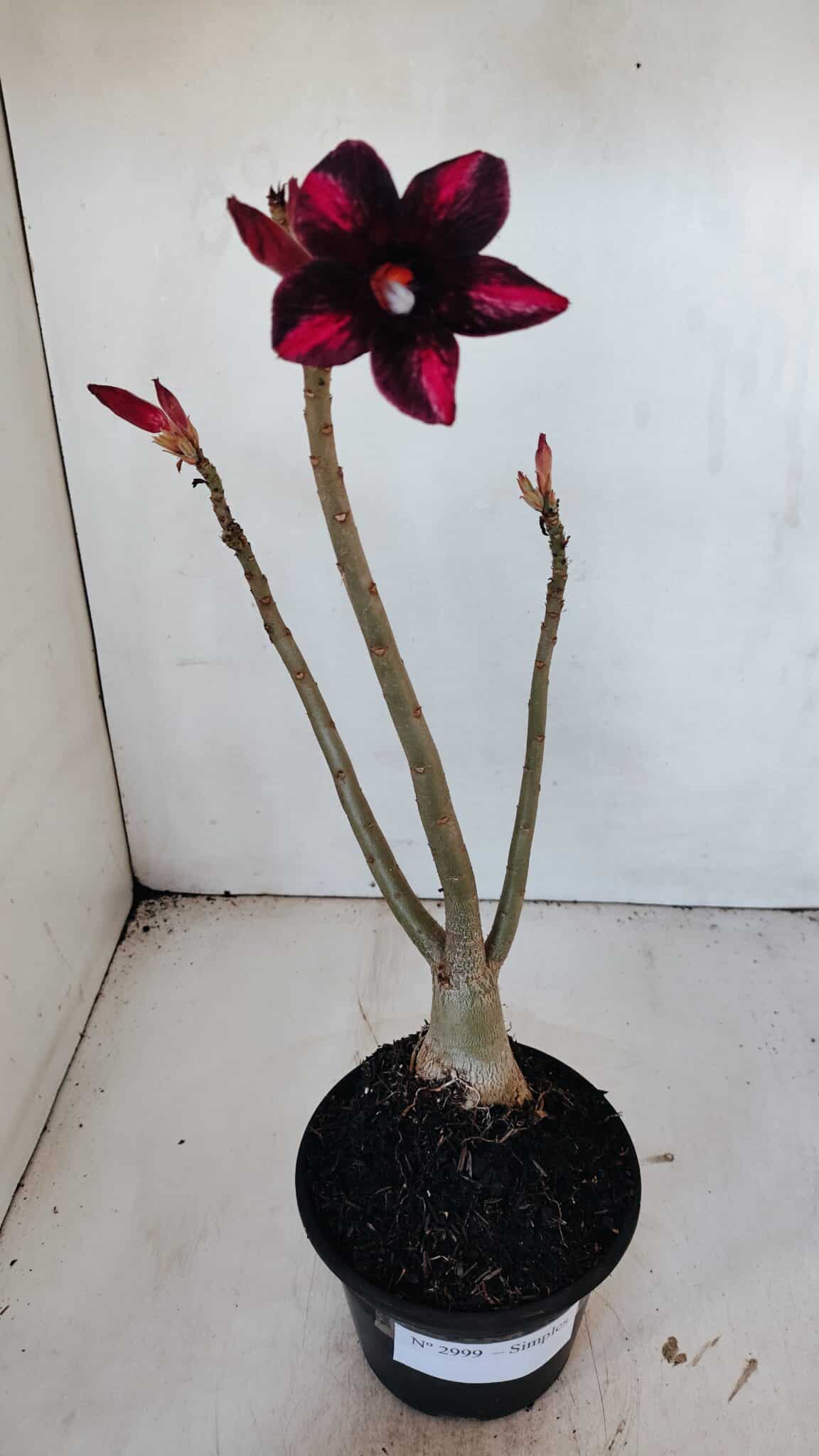 Planta Simples 2999 – 35cm – 03 anos