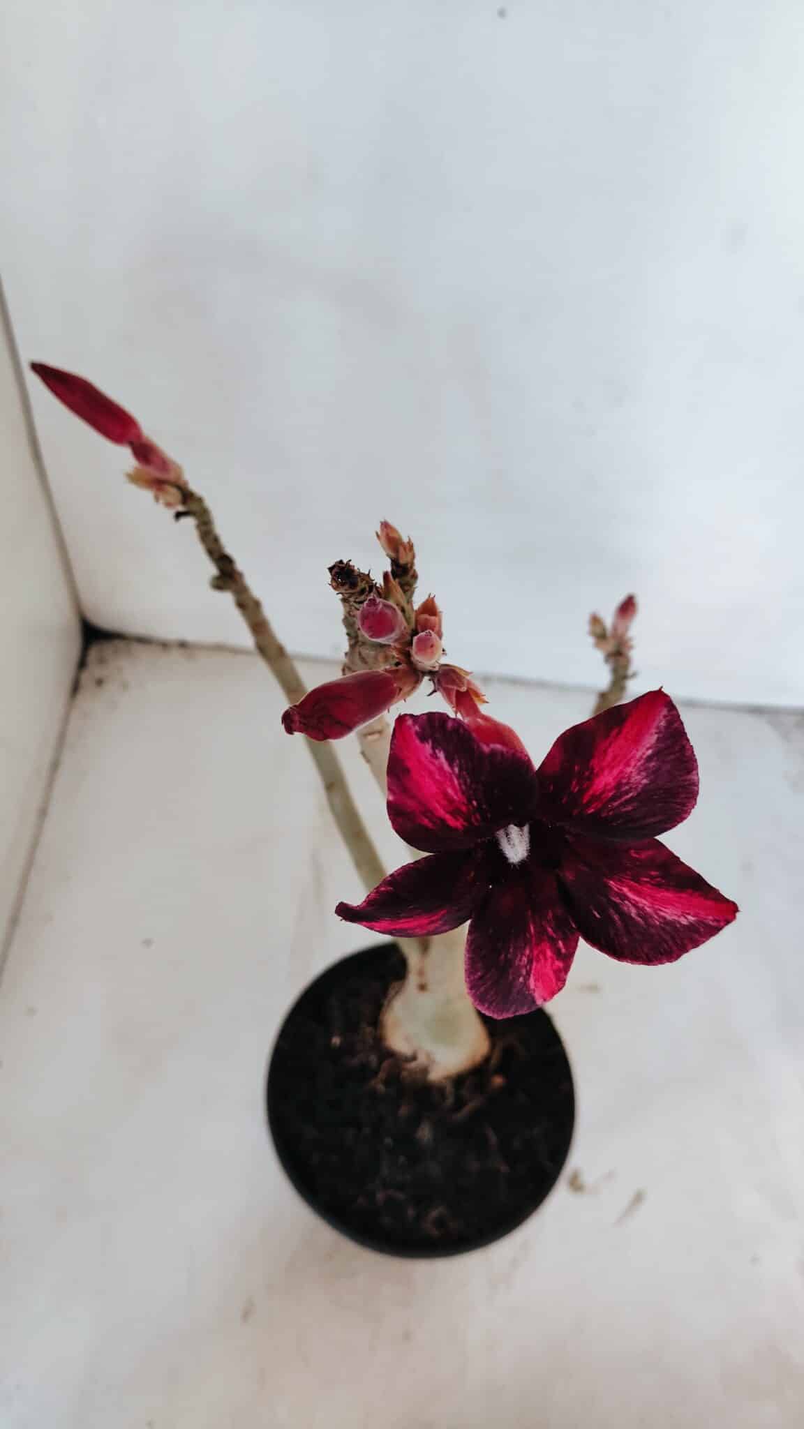 Planta Simples 2999 – 35cm – 03 anos