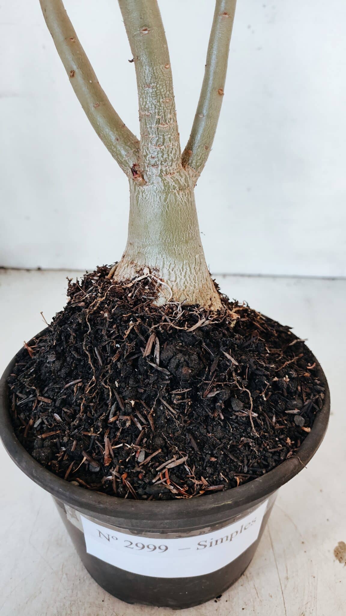 Planta Simples 2999 – 35cm – 03 anos