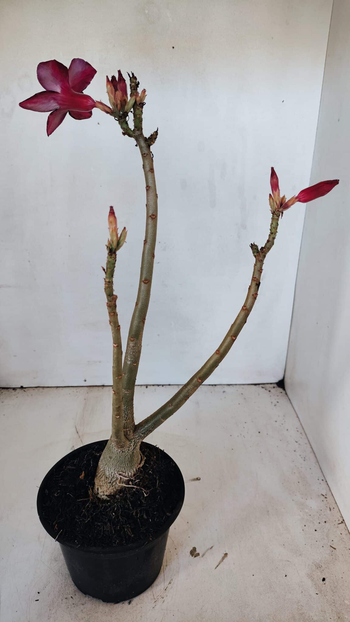 Planta Simples 2999 – 35cm – 03 anos