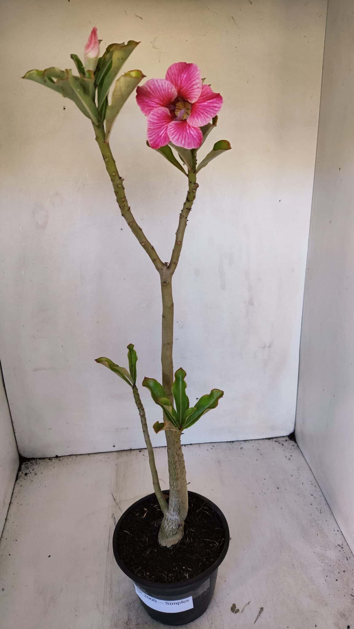 Planta Simples 3000 – 35cm – 03 anos