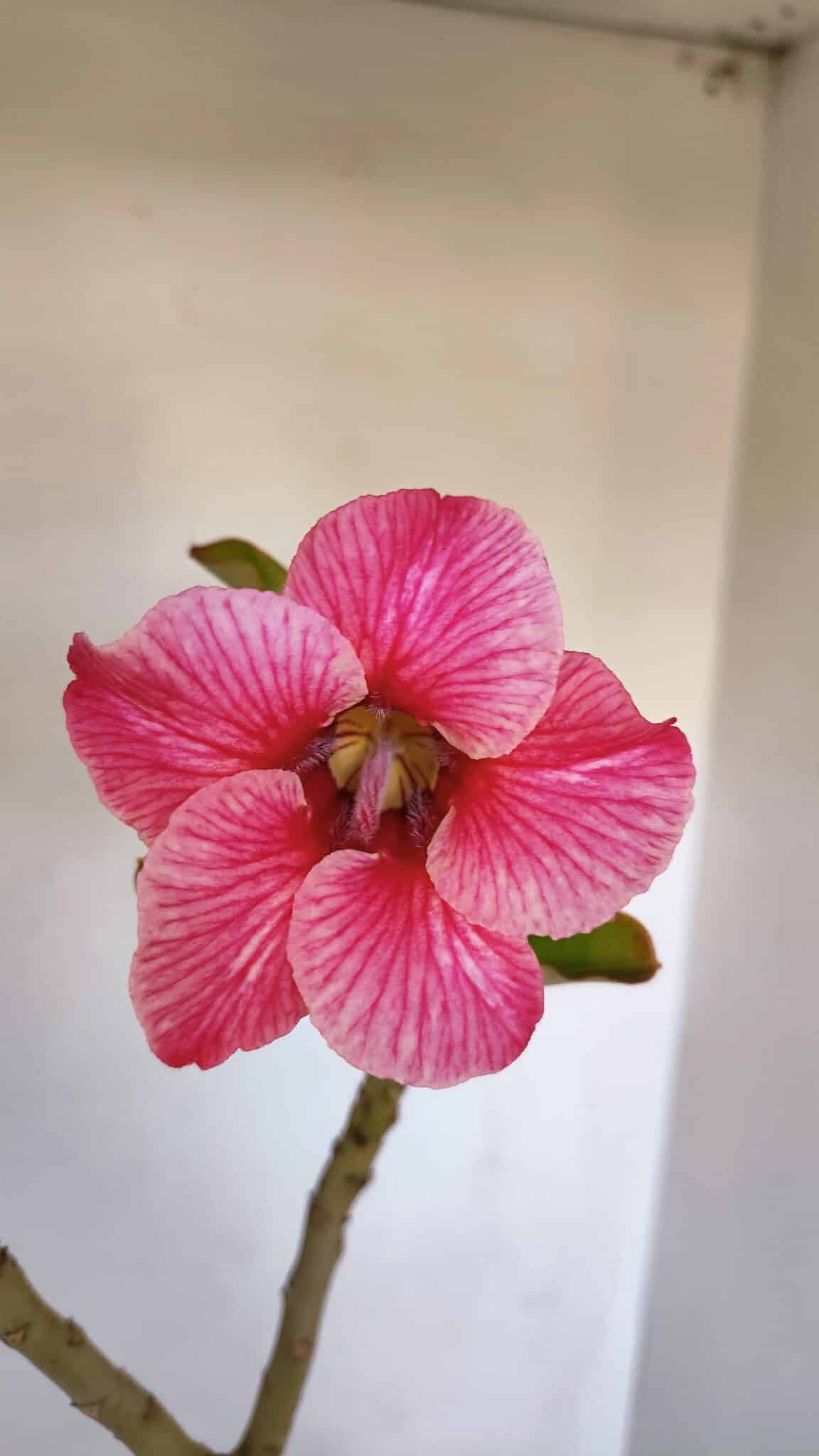 Planta Simples 3000 – 35cm – 03 anos