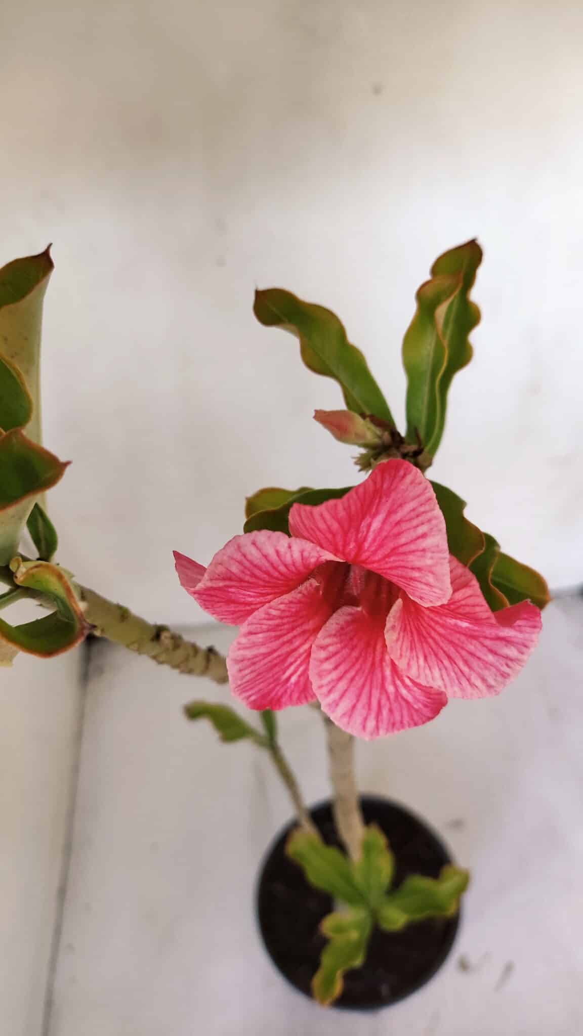 Planta Simples 3000 – 35cm – 03 anos