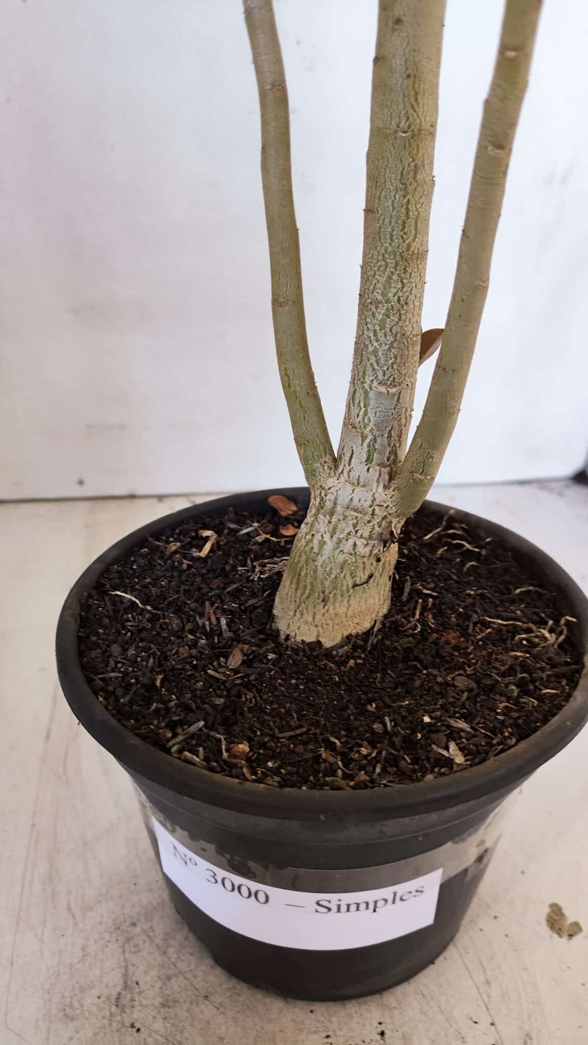 Planta Simples 3000 – 35cm – 03 anos