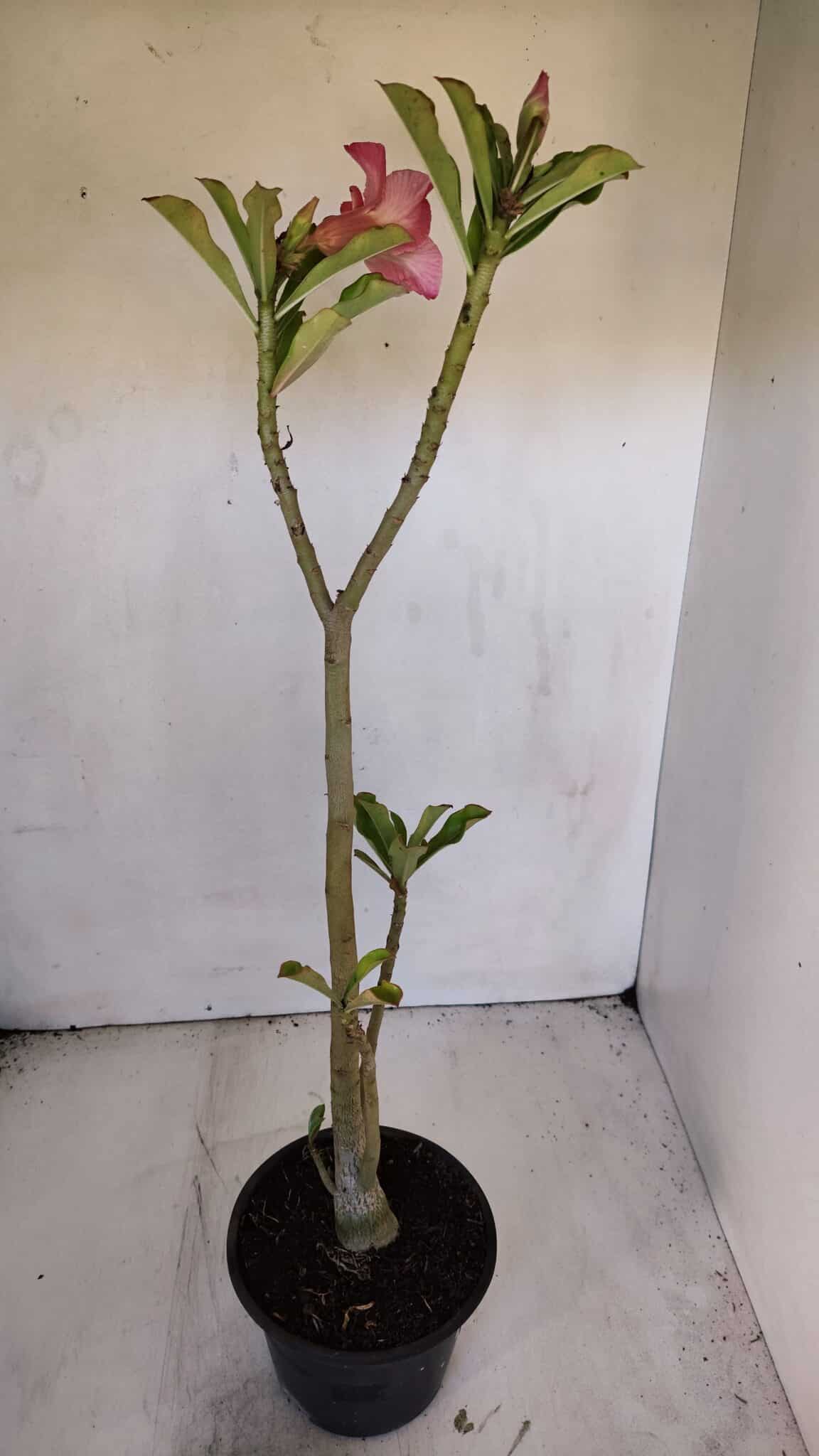 Planta Simples 3000 – 35cm – 03 anos
