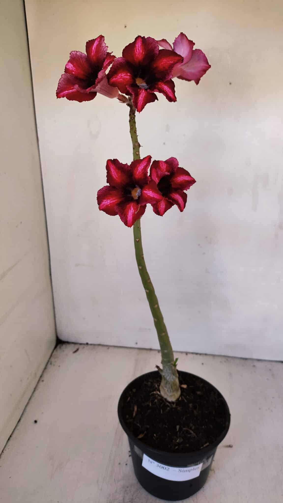 Planta Simples 3002 – 30cm – 02 anos