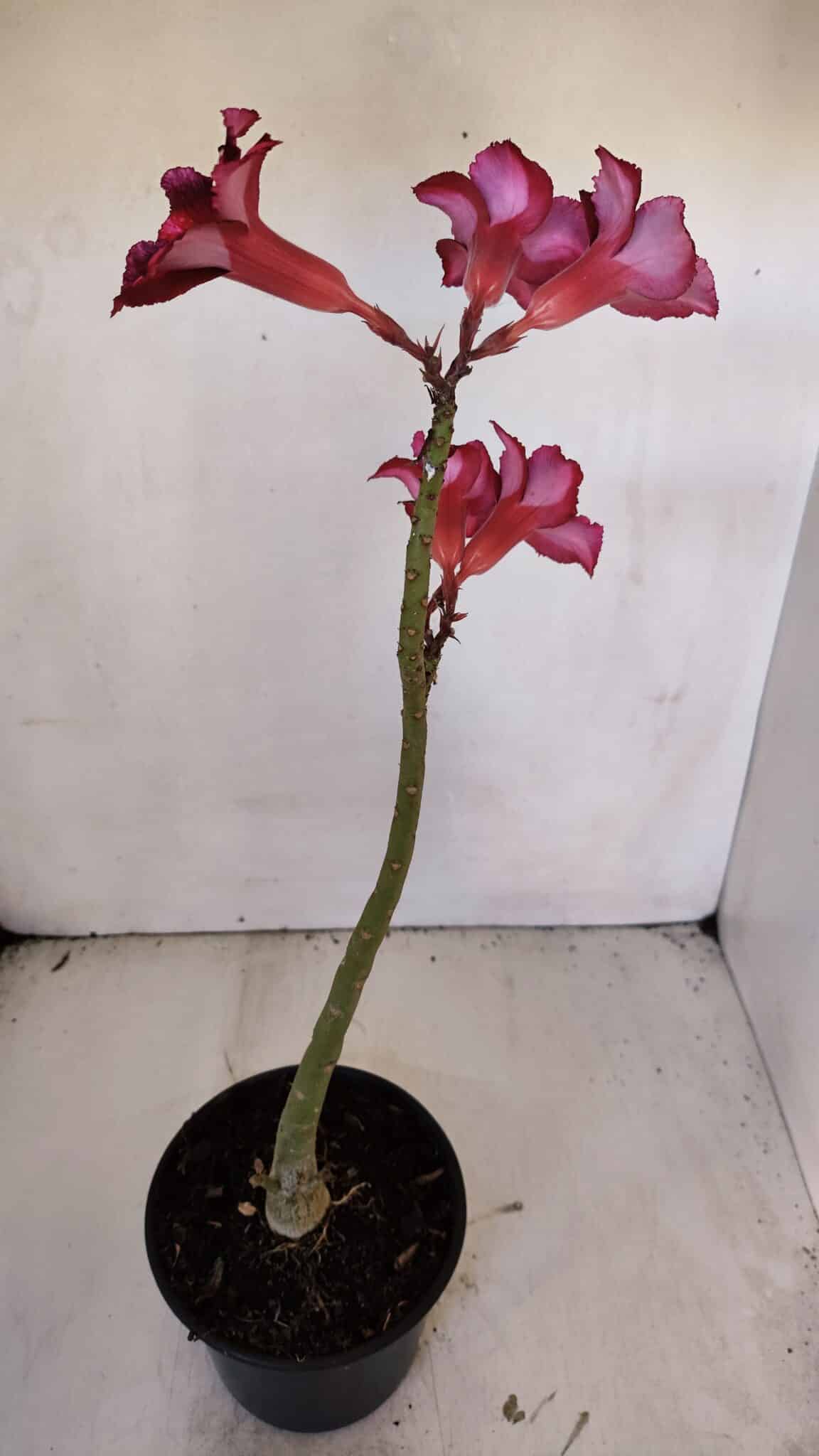 Planta Simples 3002 – 30cm – 02 anos
