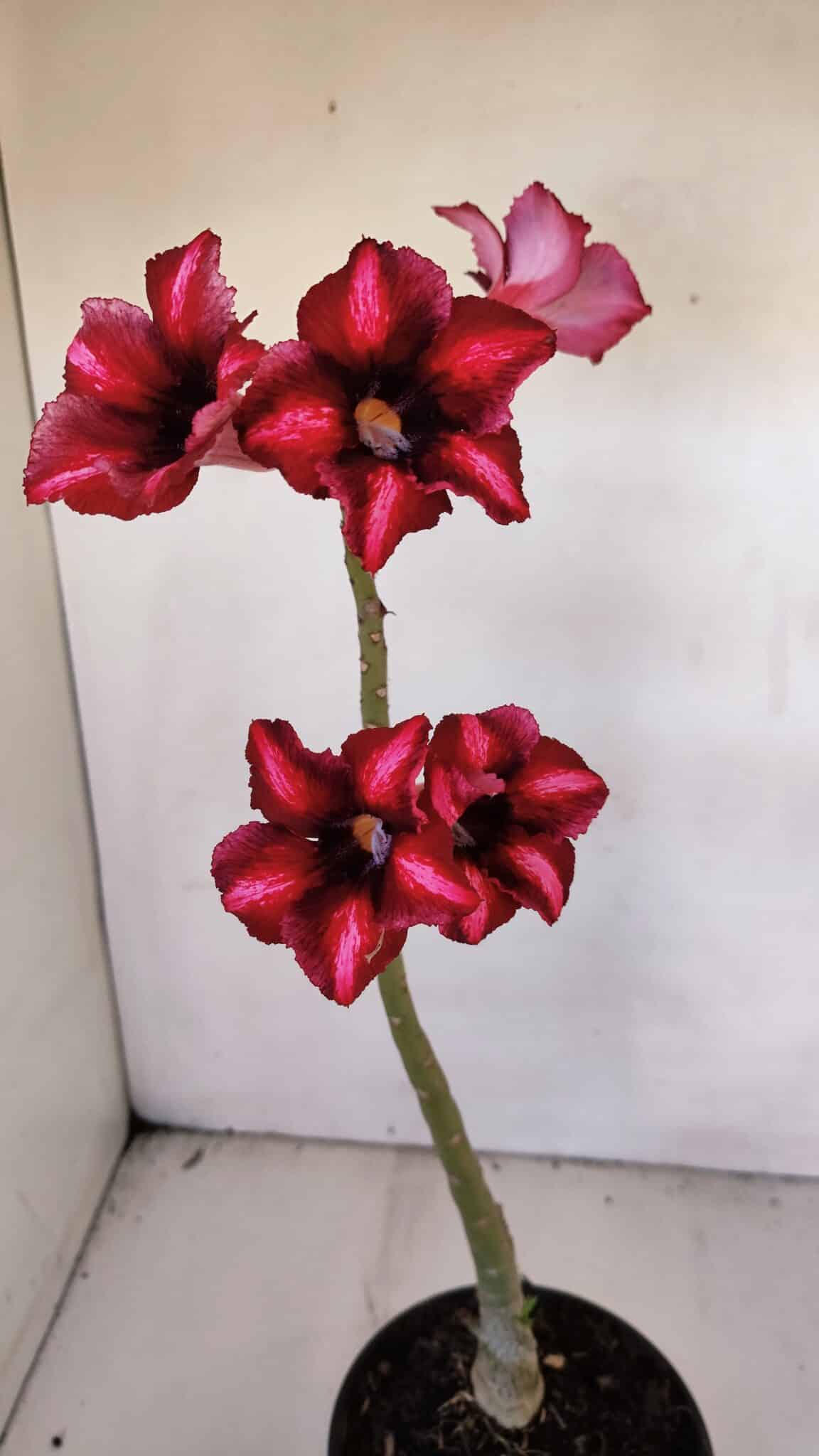 Planta Simples 3002 – 30cm – 02 anos