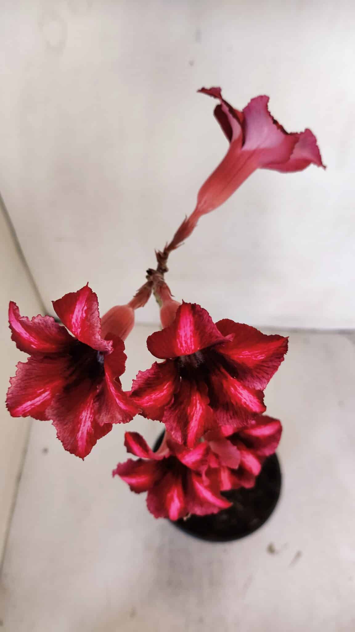 Planta Simples 3002 – 30cm – 02 anos