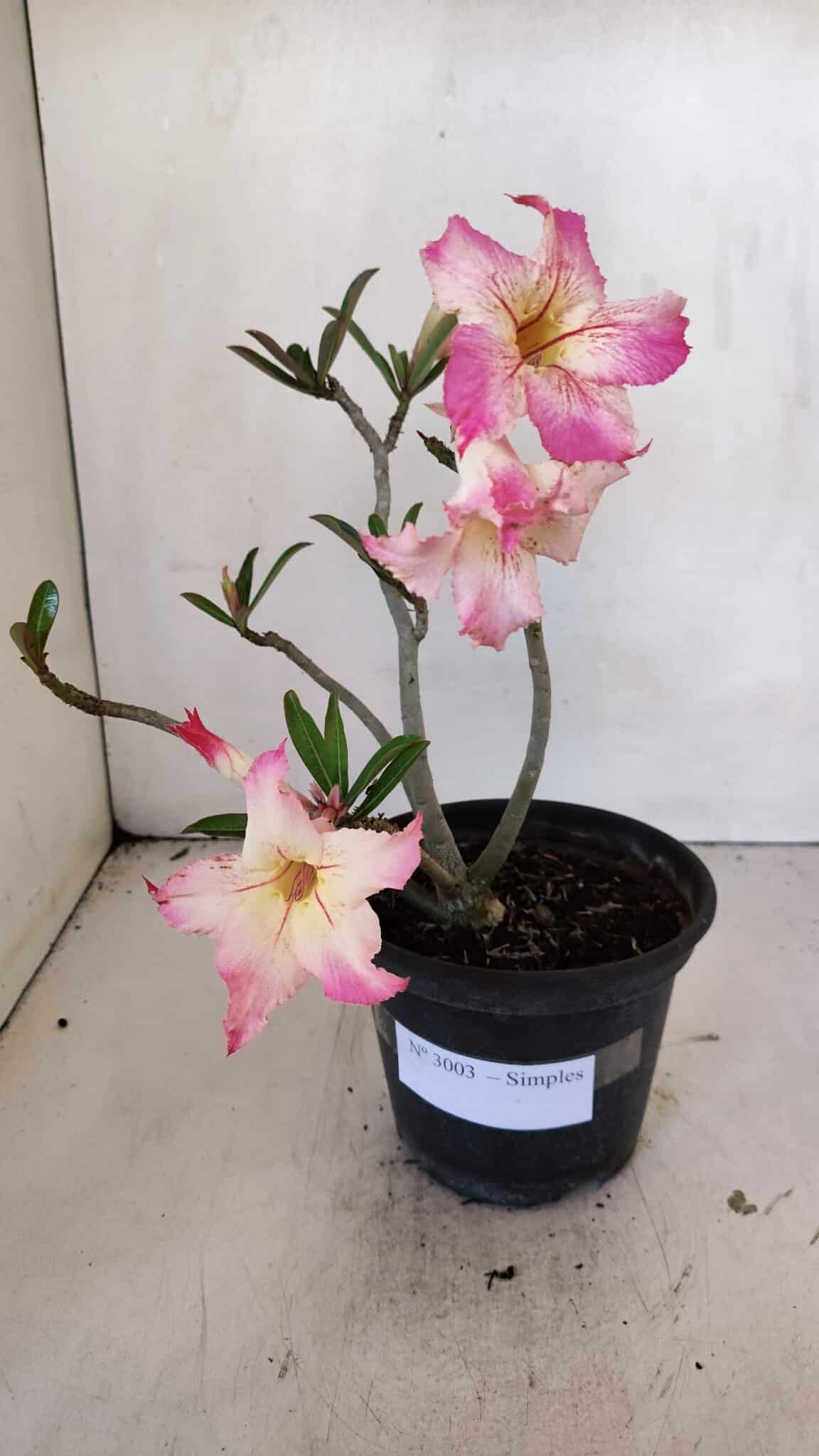 Planta Simples 3003 – 30cm – 02 anos