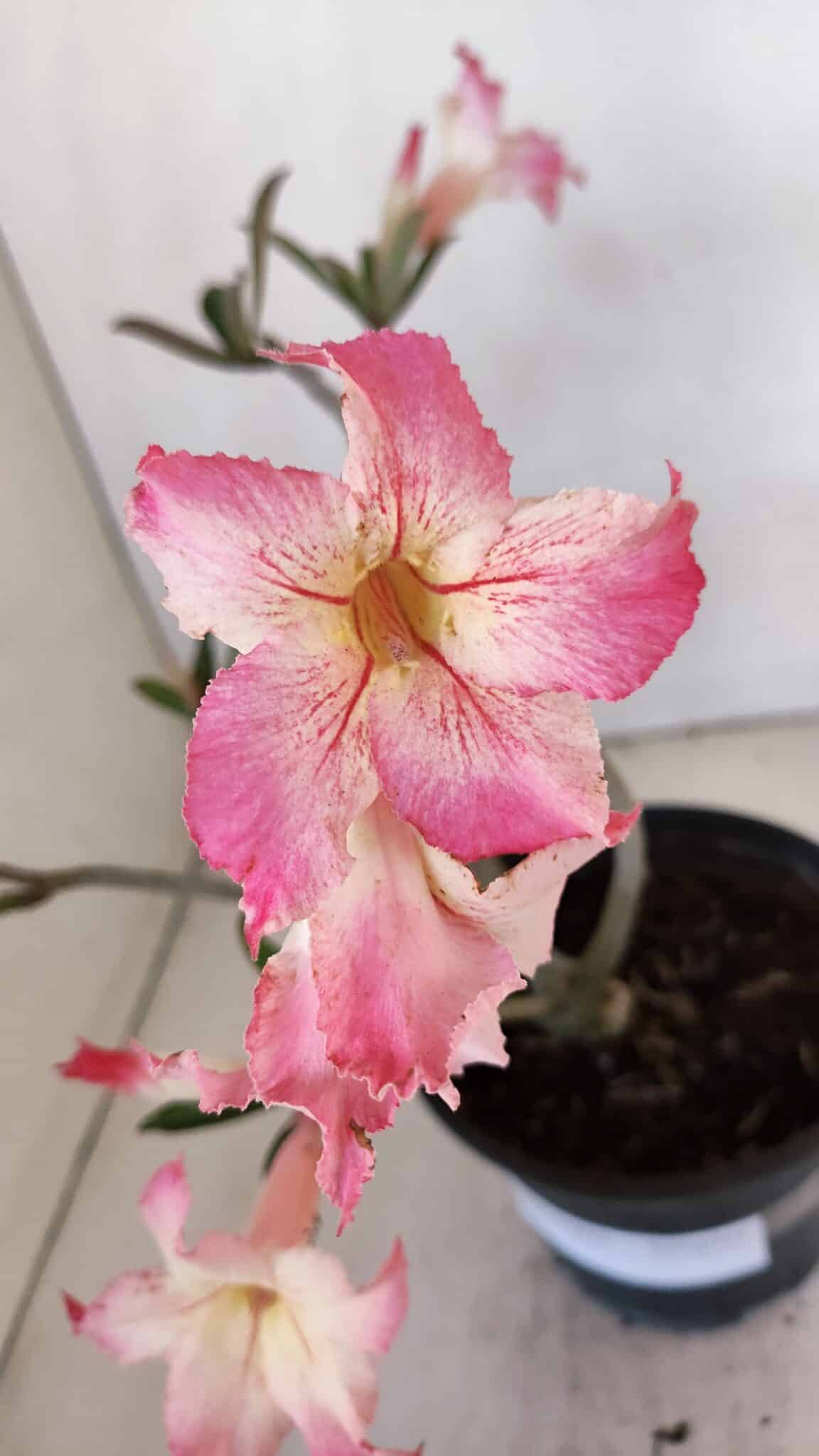 Planta Simples 3003 – 30cm – 02 anos