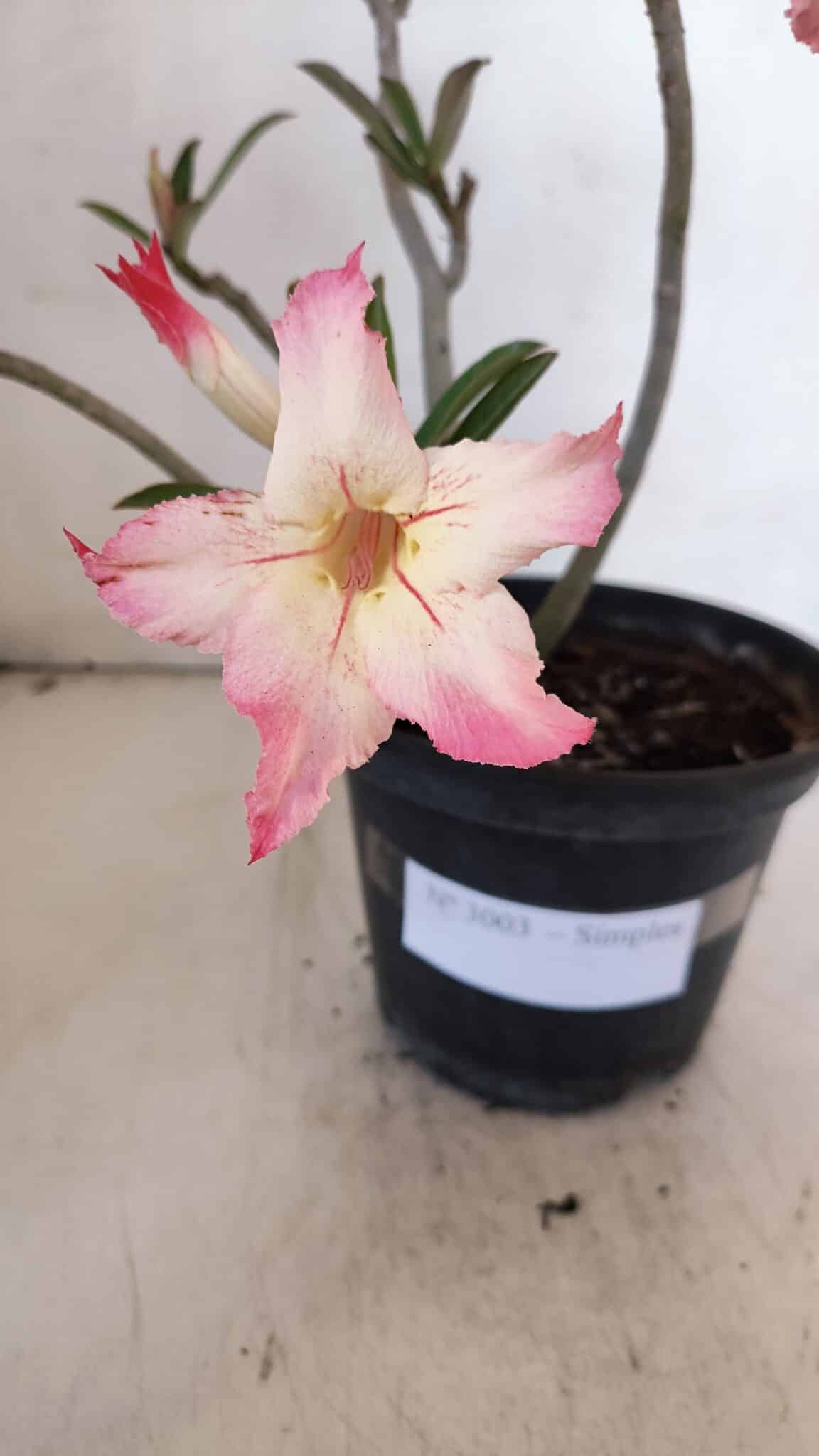 Planta Simples 3003 – 30cm – 02 anos