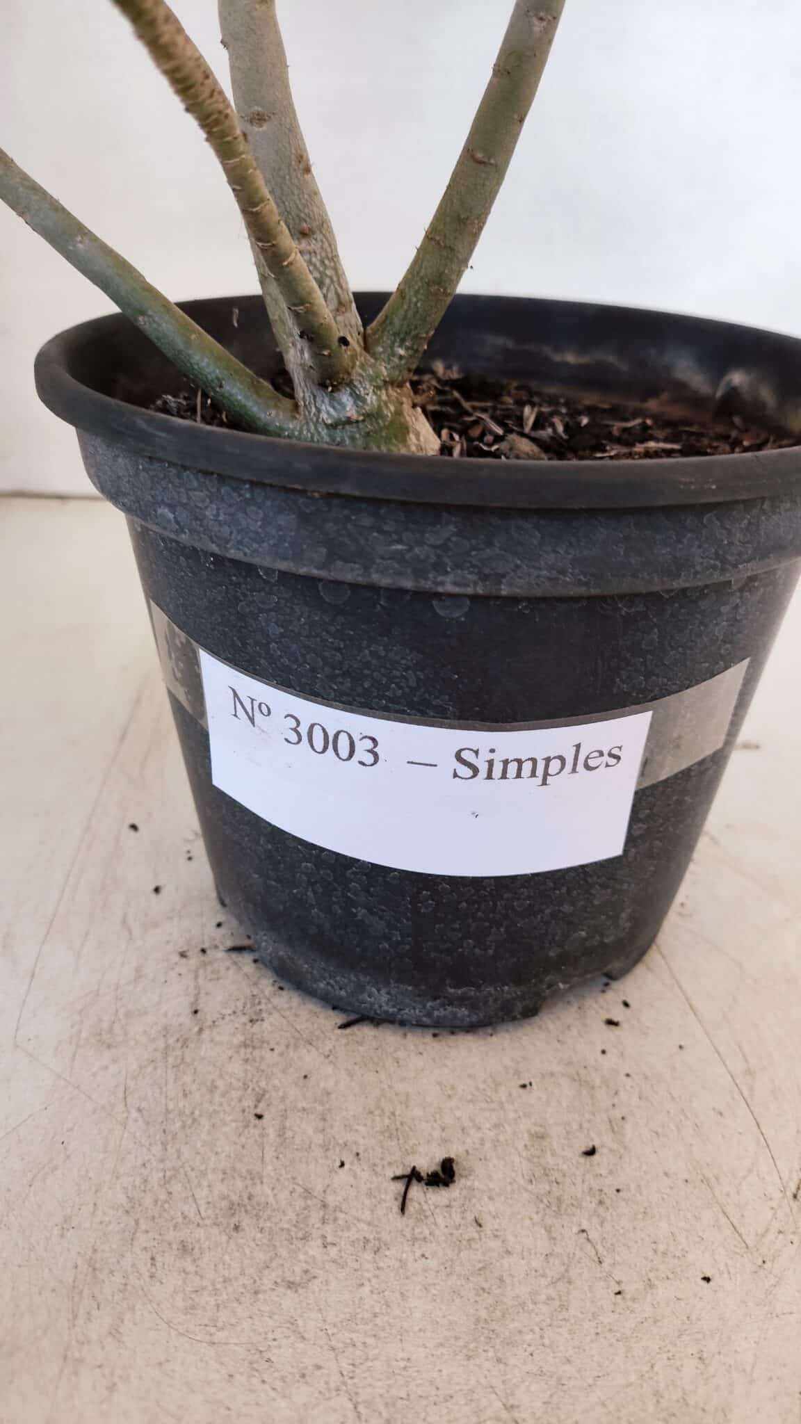 Planta Simples 3003 – 30cm – 02 anos