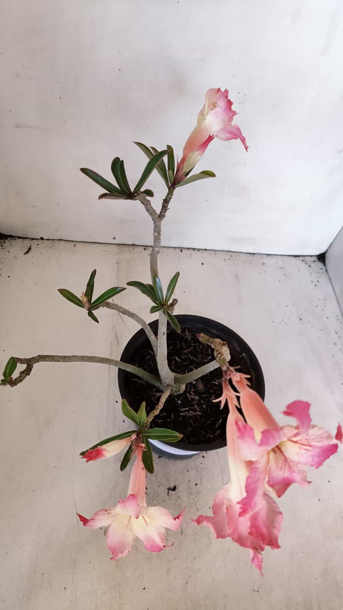 Planta Simples 3003 – 30cm – 02 anos