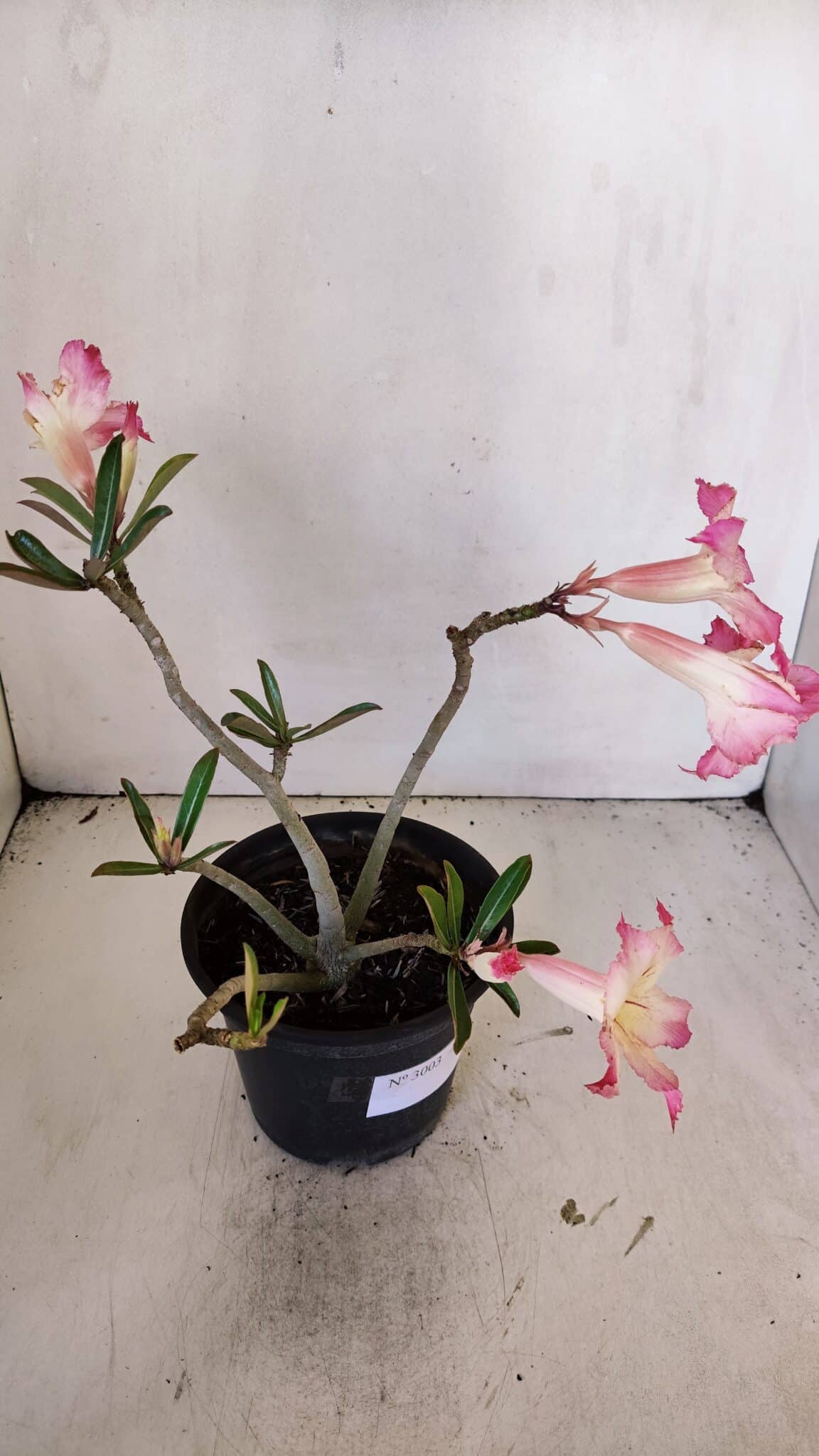 Planta Simples 3003 – 30cm – 02 anos
