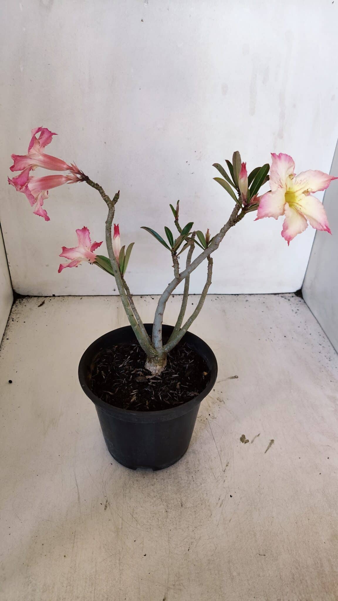 Planta Simples 3003 – 30cm – 02 anos