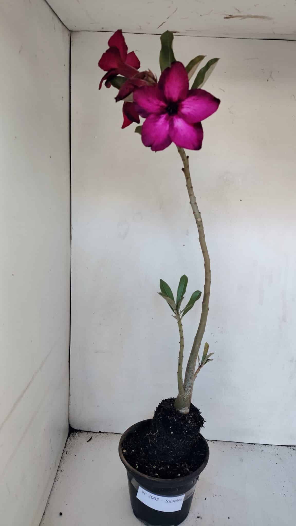 Planta Simples 3005 – 40cm – 03 anos