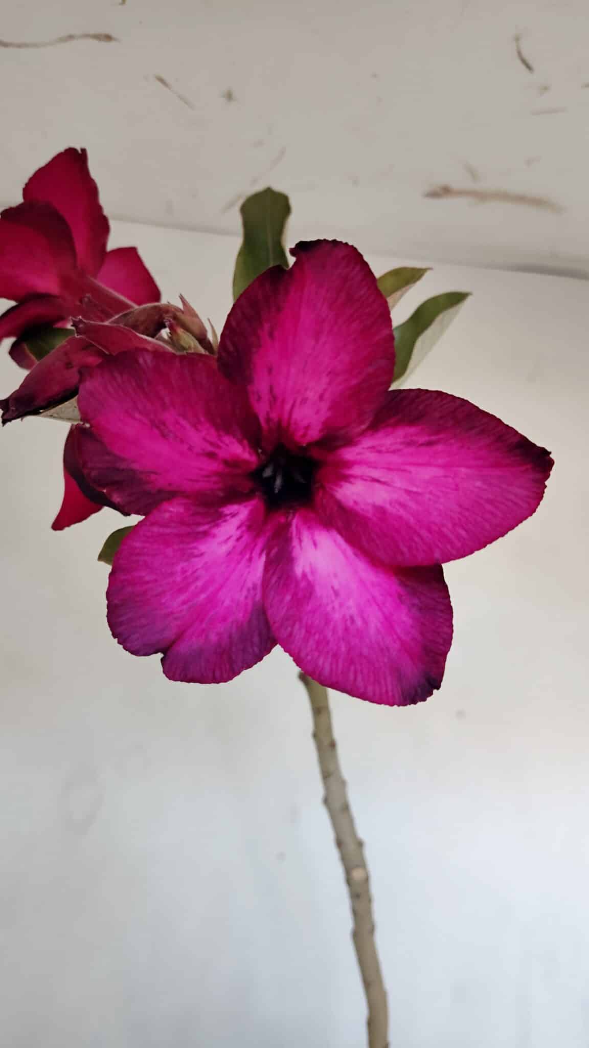 Planta Simples 3005 – 40cm – 03 anos