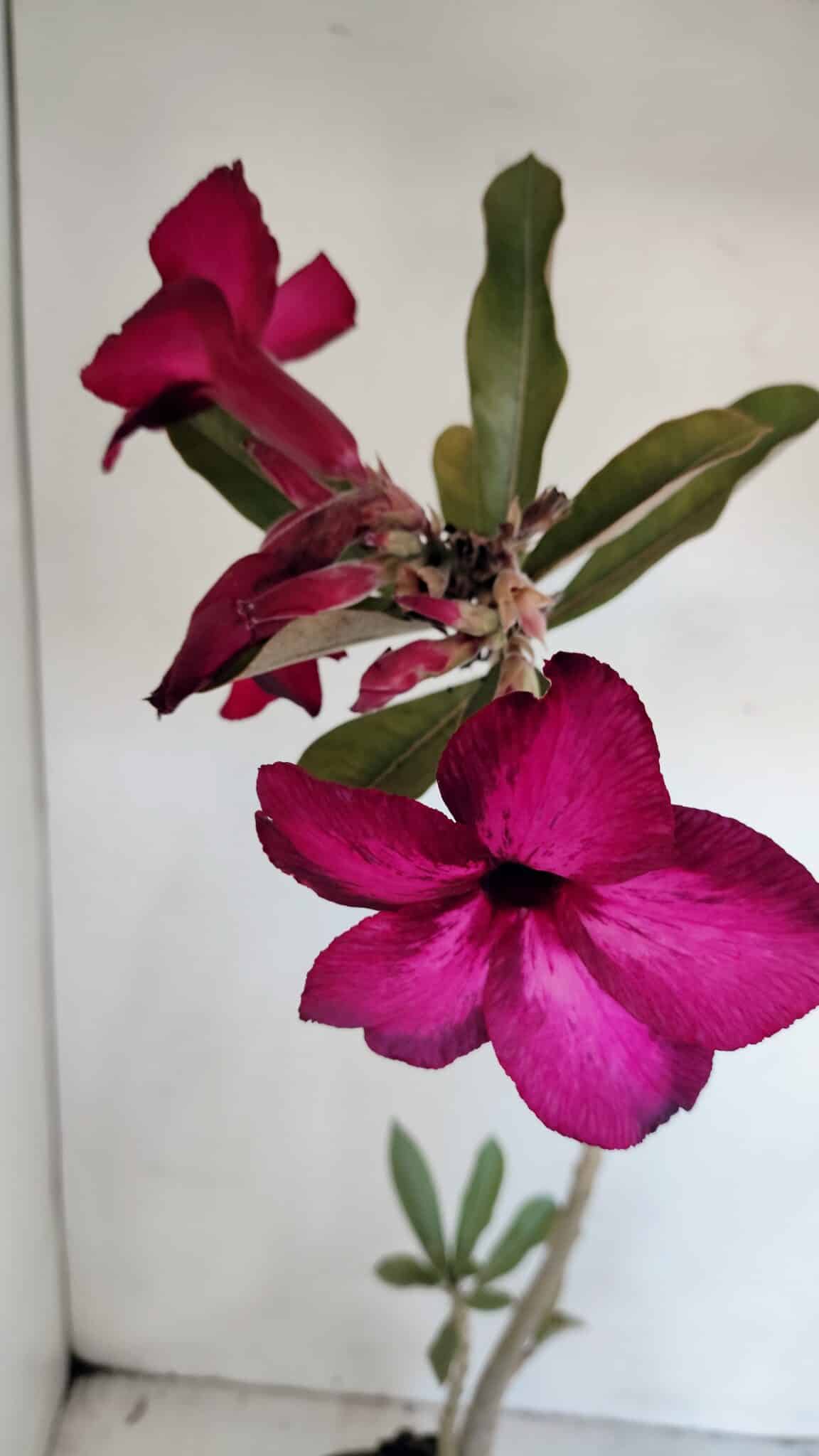 Planta Simples 3005 – 40cm – 03 anos