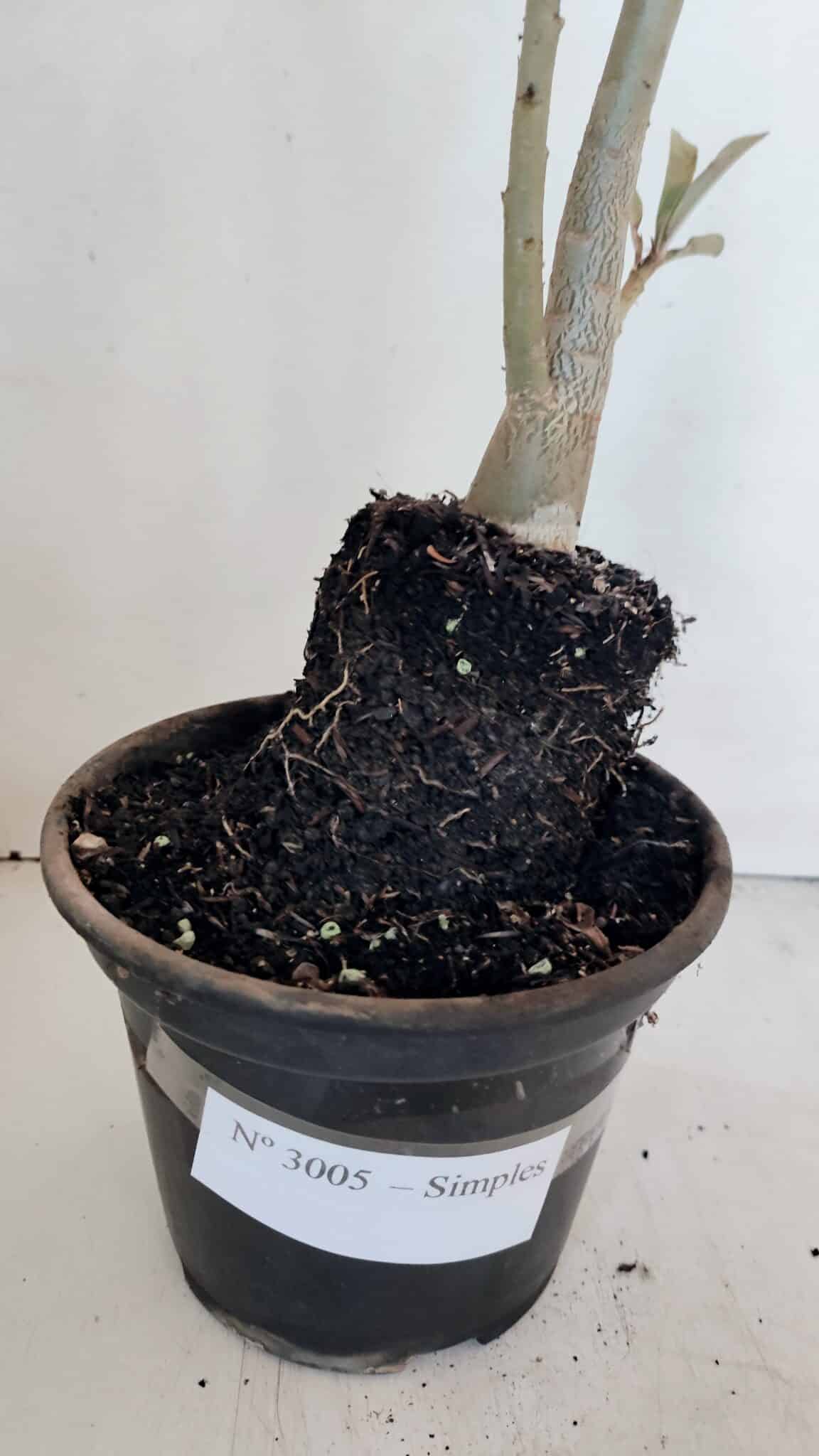 Planta Simples 3005 – 40cm – 03 anos