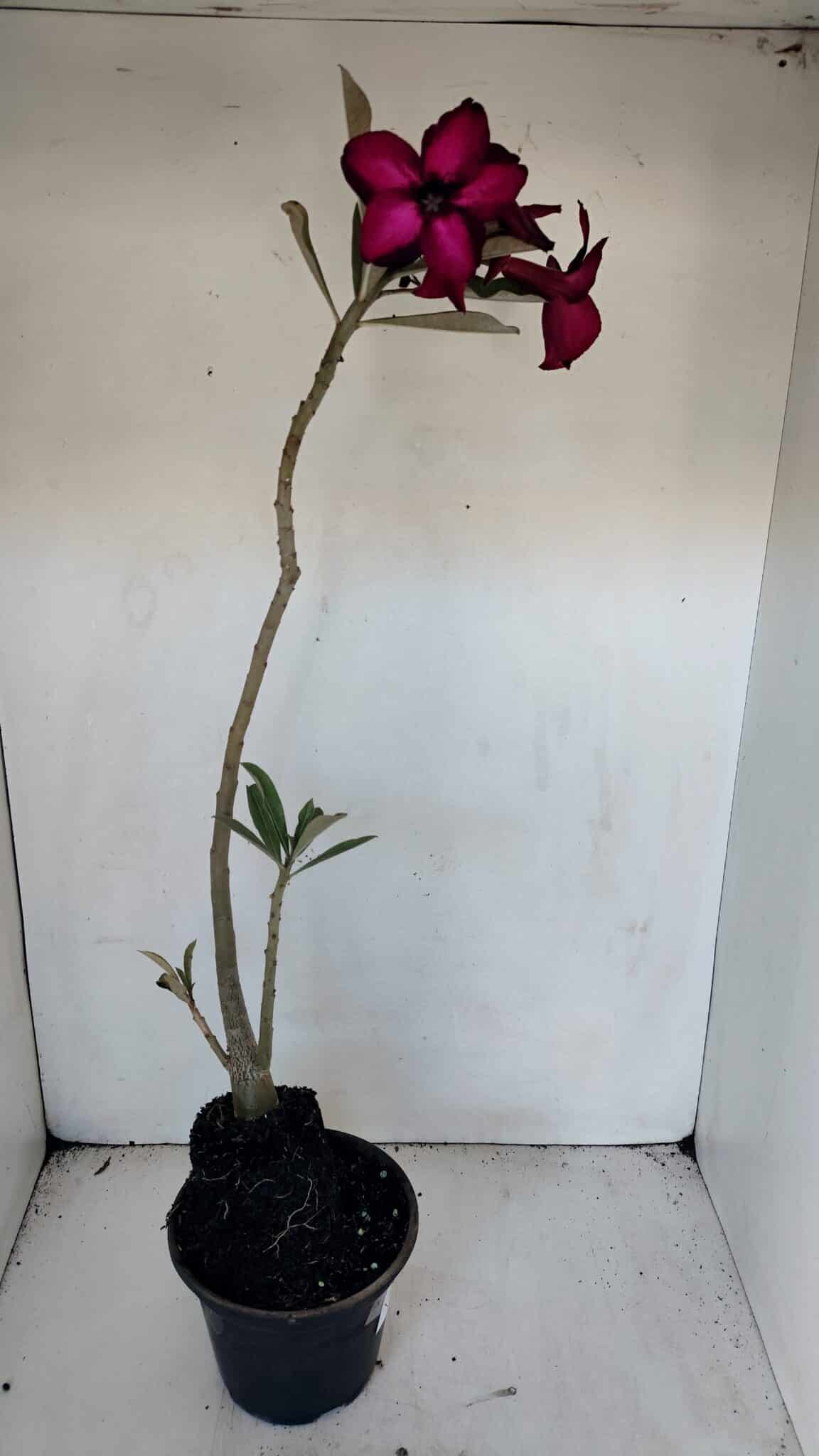 Planta Simples 3005 – 40cm – 03 anos