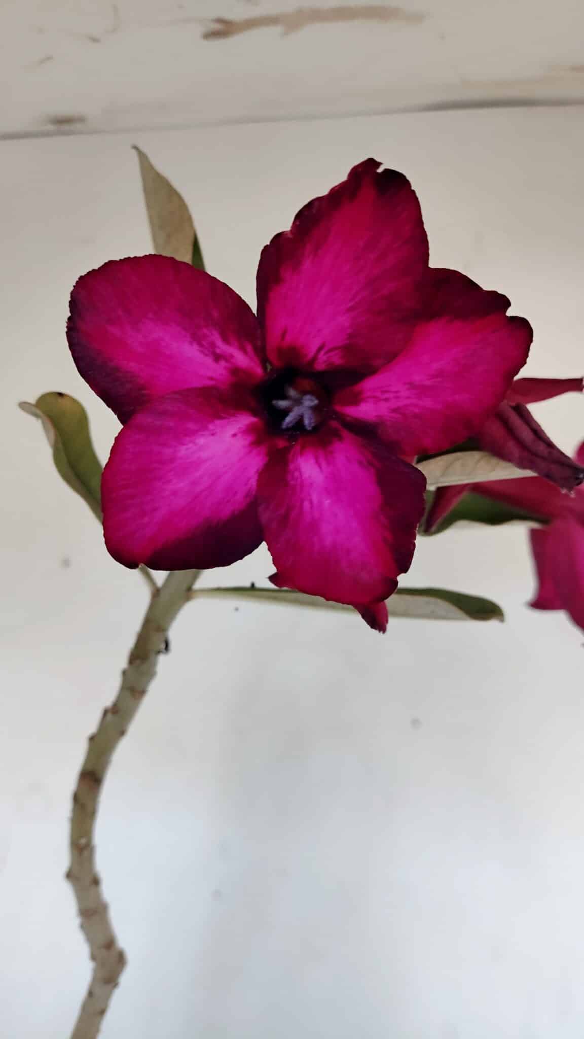 Planta Simples 3005 – 40cm – 03 anos
