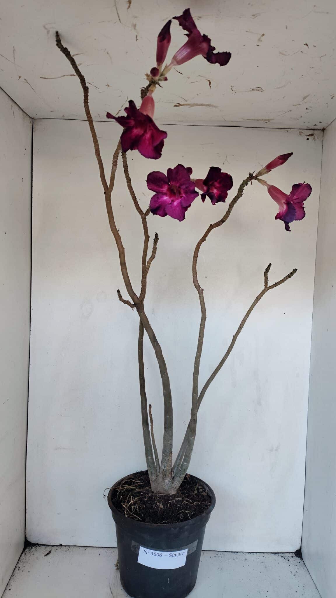 Planta Simples 3006 – 60cm – 04 anos