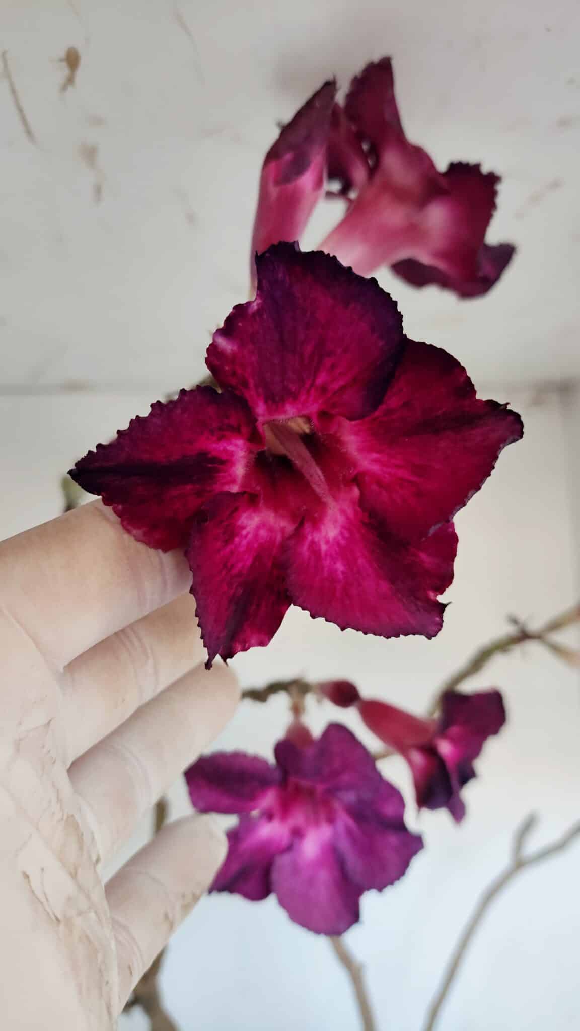 Planta Simples 3006 – 60cm – 04 anos