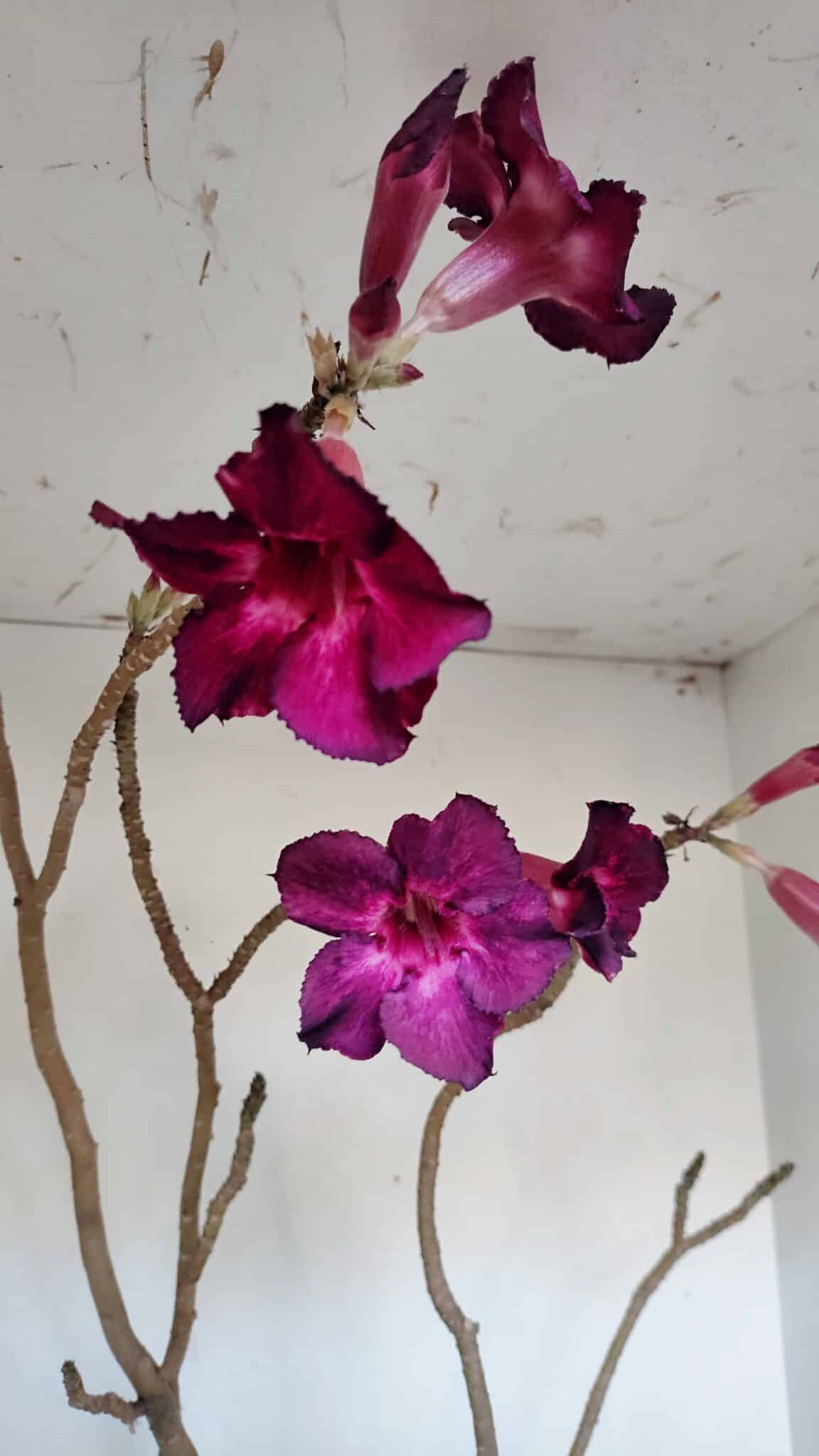 Planta Simples 3006 – 60cm – 04 anos