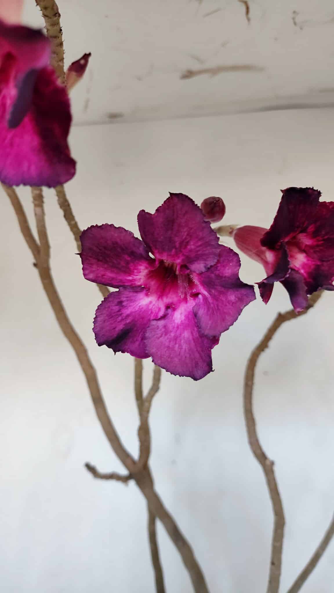 Planta Simples 3006 – 60cm – 04 anos