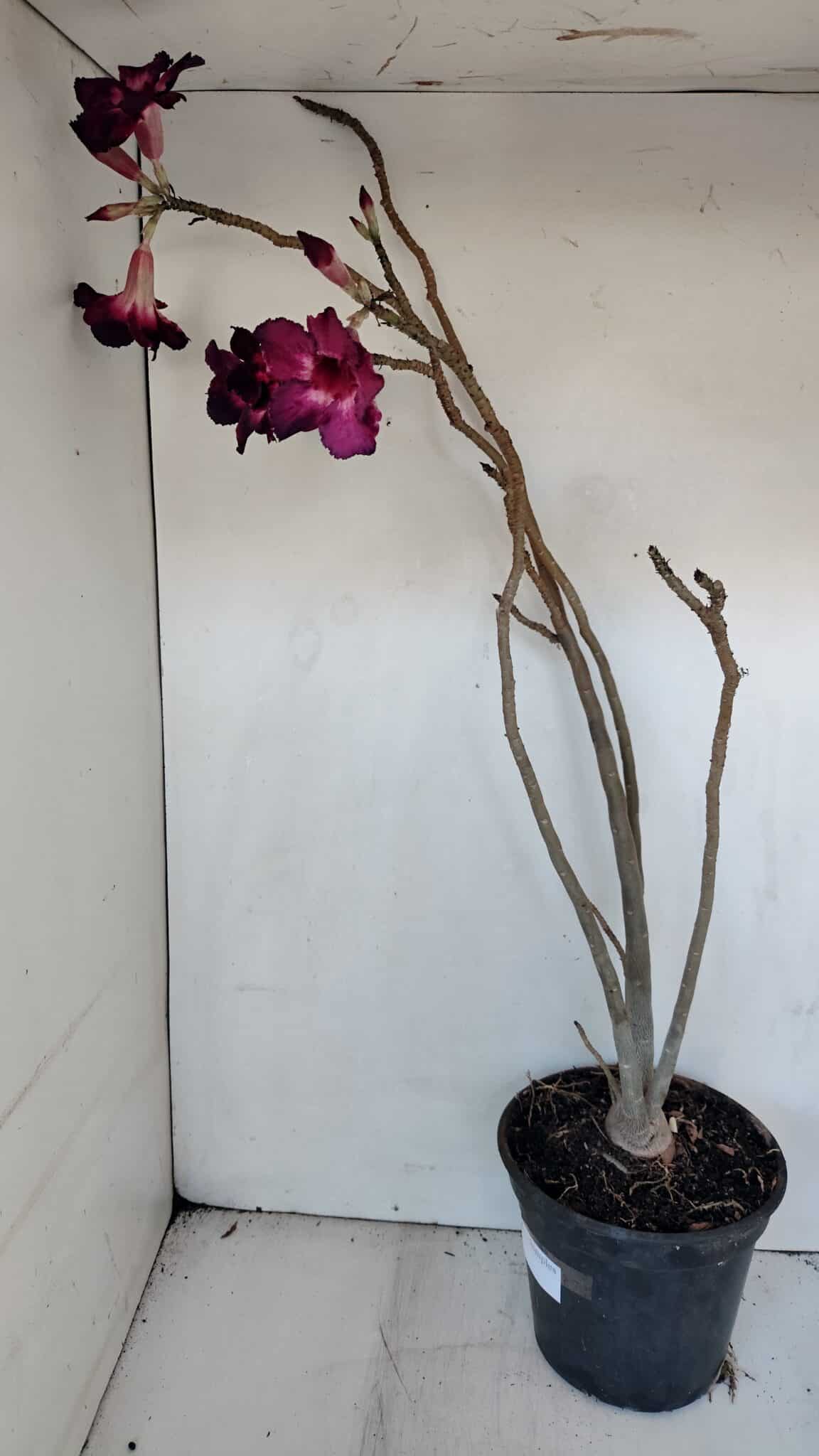 Planta Simples 3006 – 60cm – 04 anos