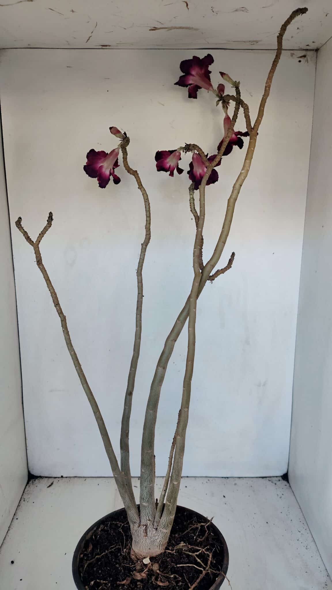 Planta Simples 3006 – 60cm – 04 anos