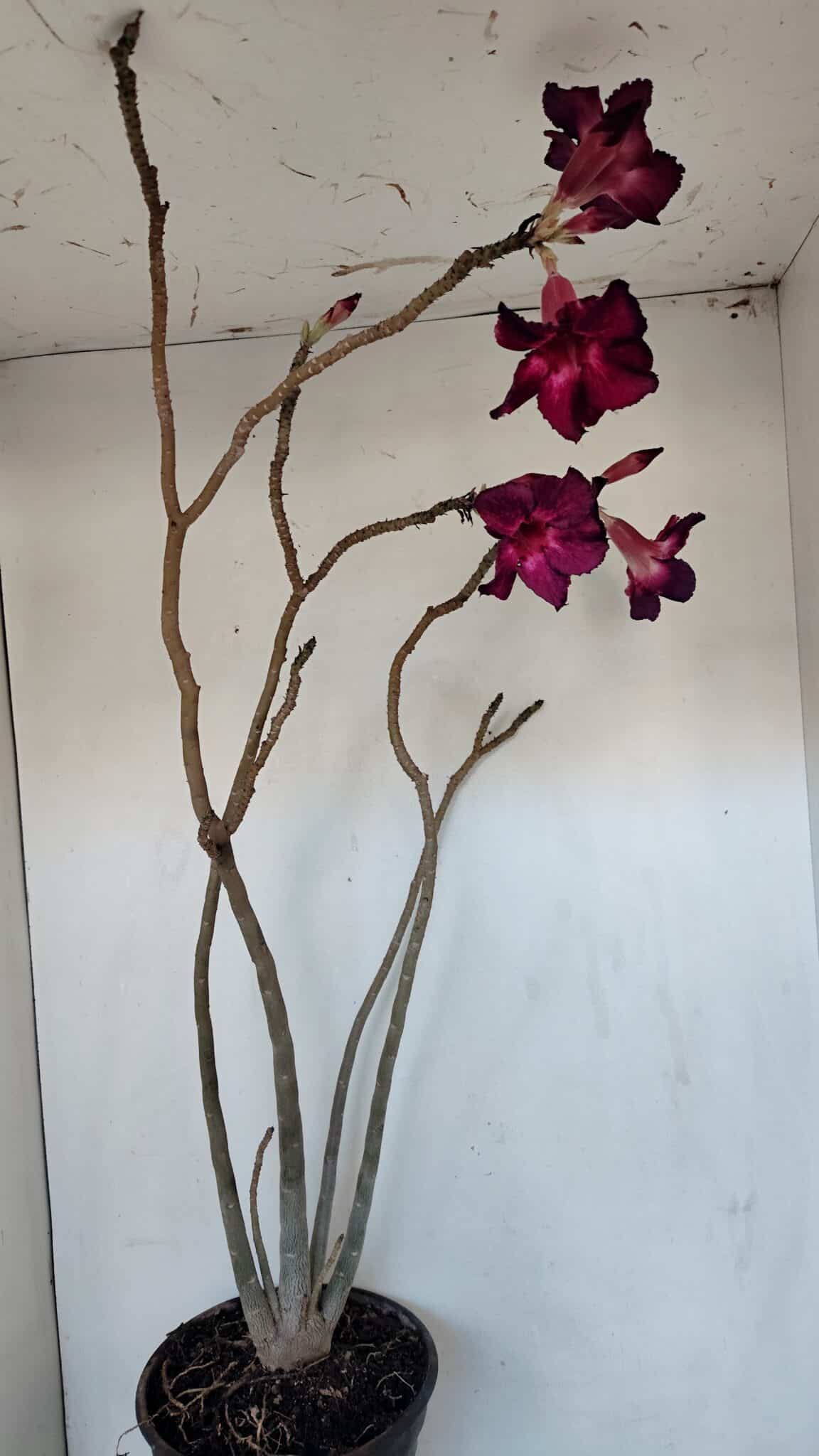 Planta Simples 3006 – 60cm – 04 anos