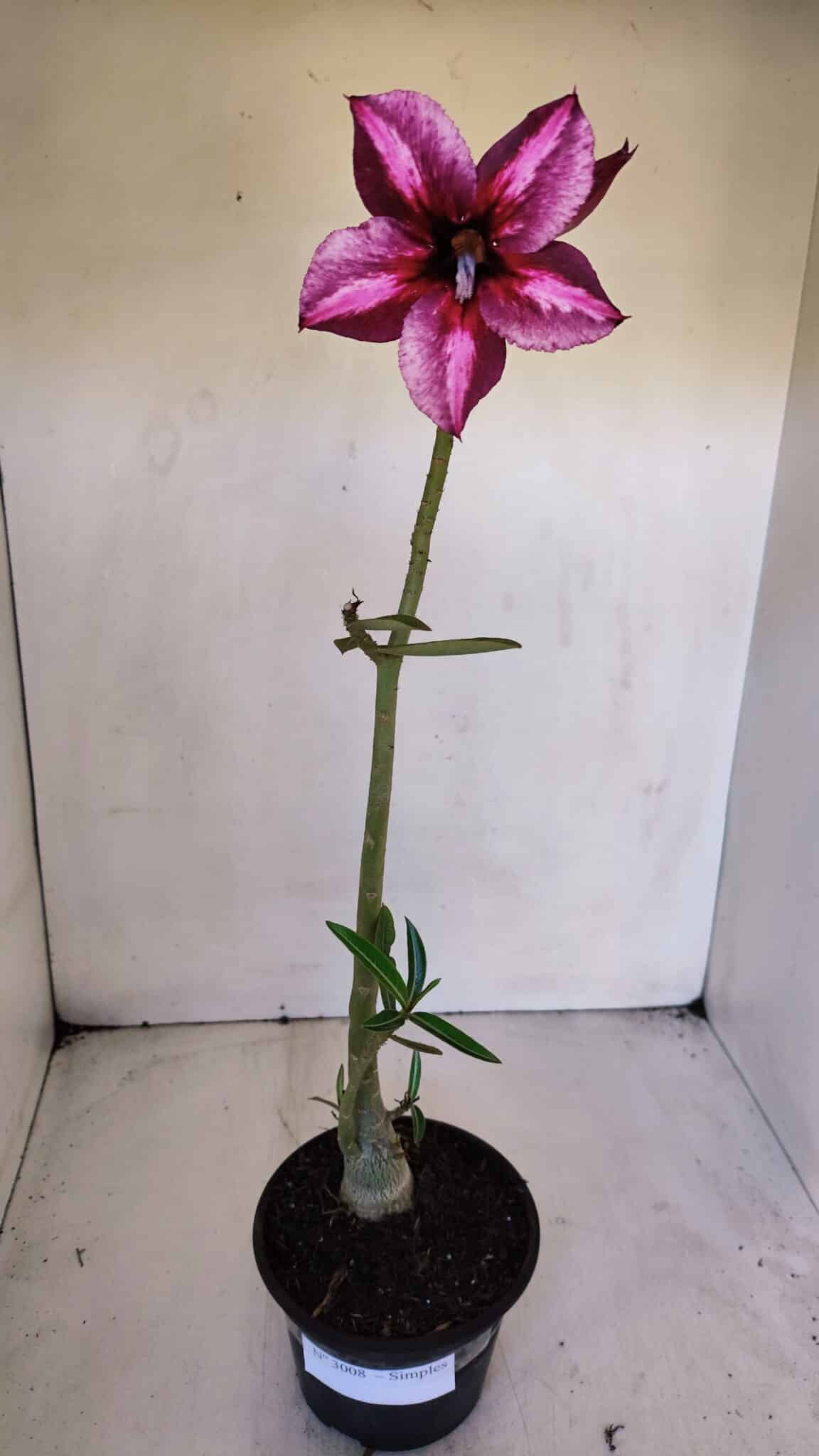 Planta Simples 3008 – 35cm – 03 anos