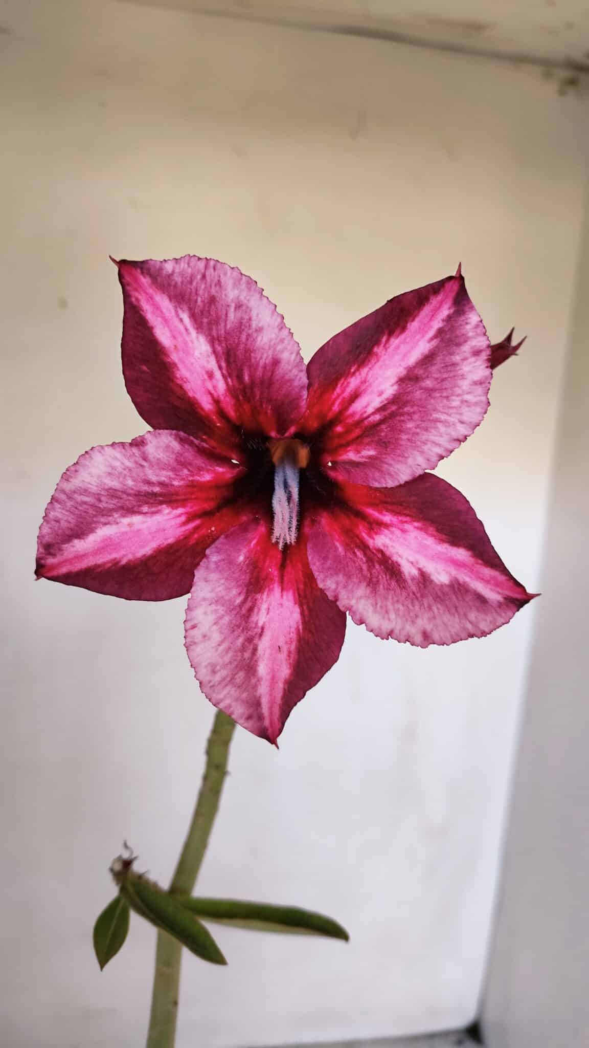 Planta Simples 3008 – 35cm – 03 anos
