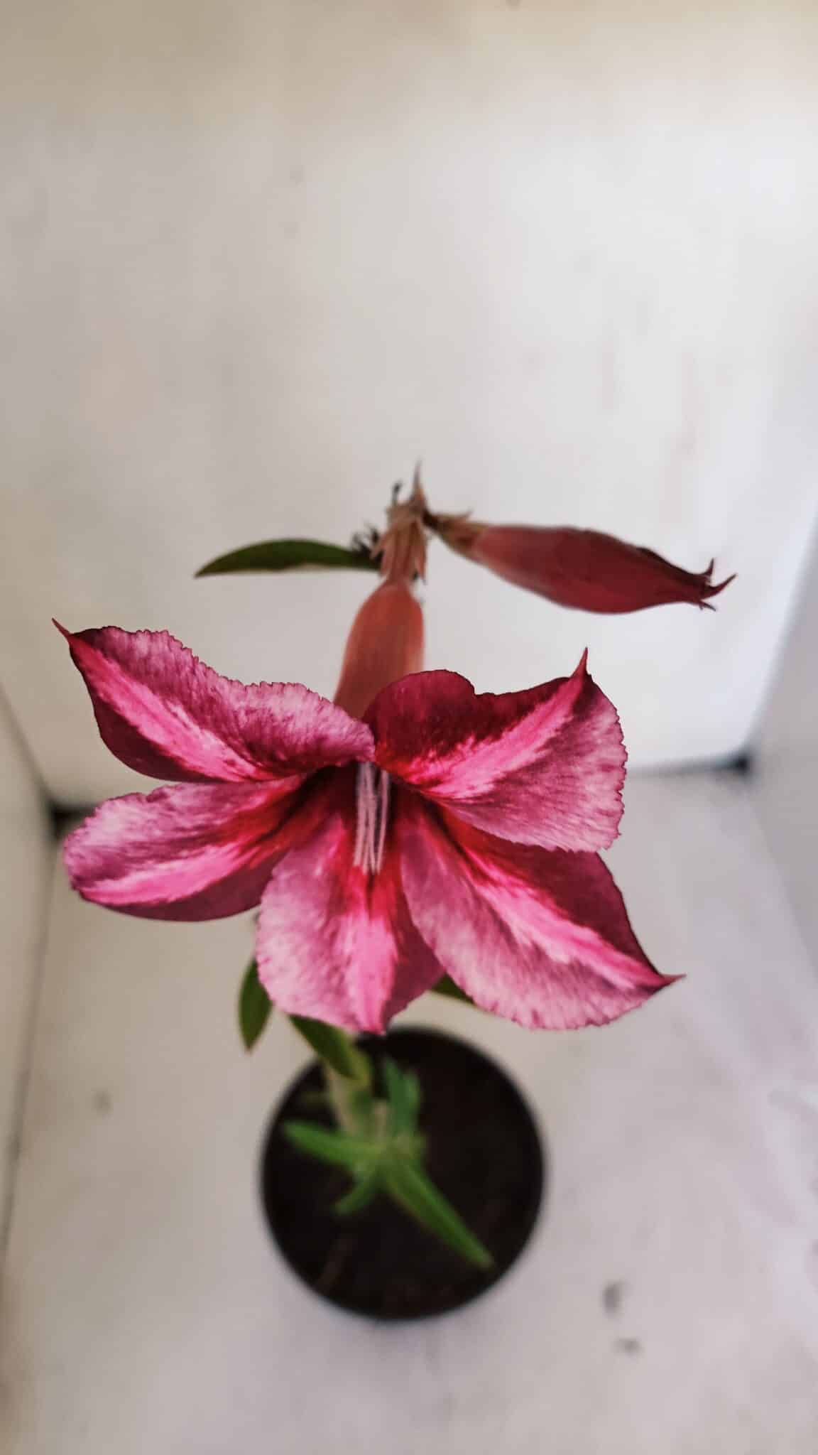 Planta Simples 3008 – 35cm – 03 anos