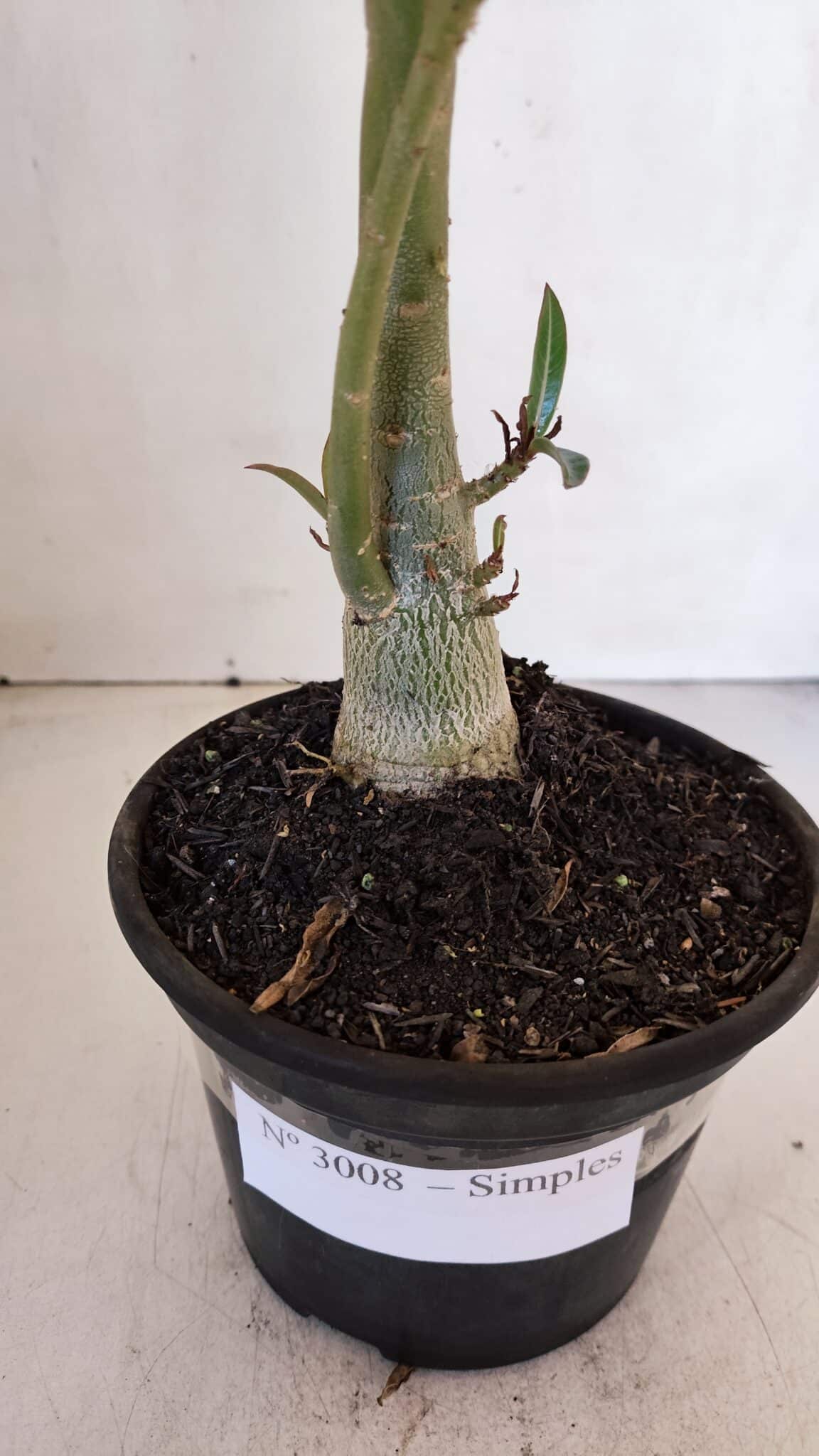 Planta Simples 3008 – 35cm – 03 anos