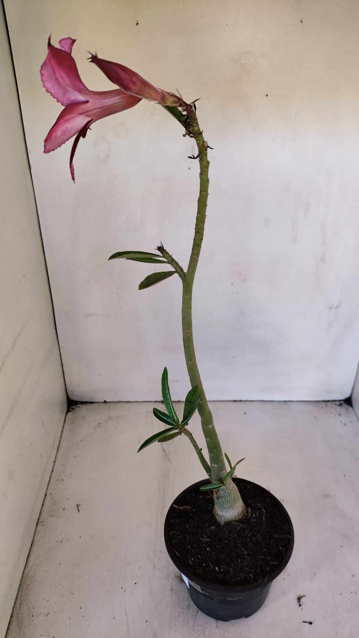Planta Simples 3008 – 35cm – 03 anos