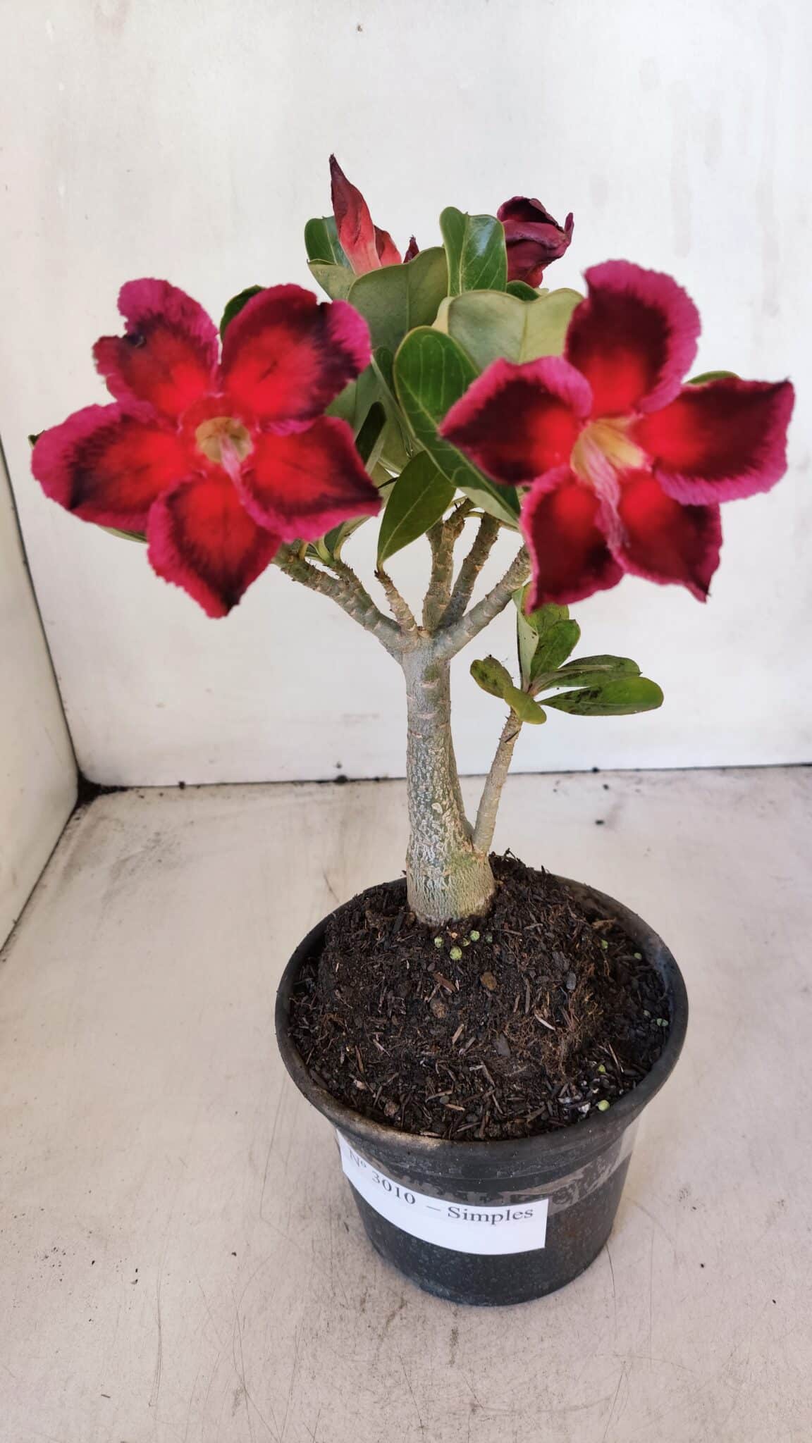 Planta Simples 3010 – 30cm – 02 anos
