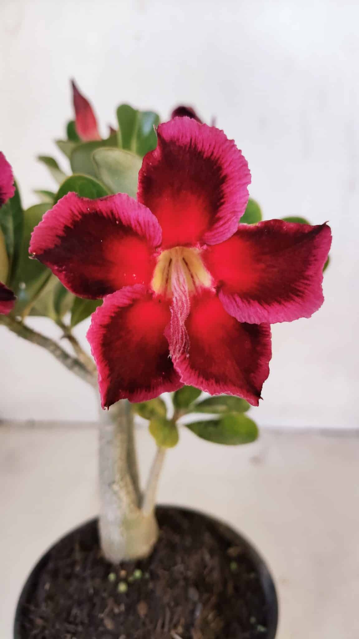 Planta Simples 3010 – 30cm – 02 anos