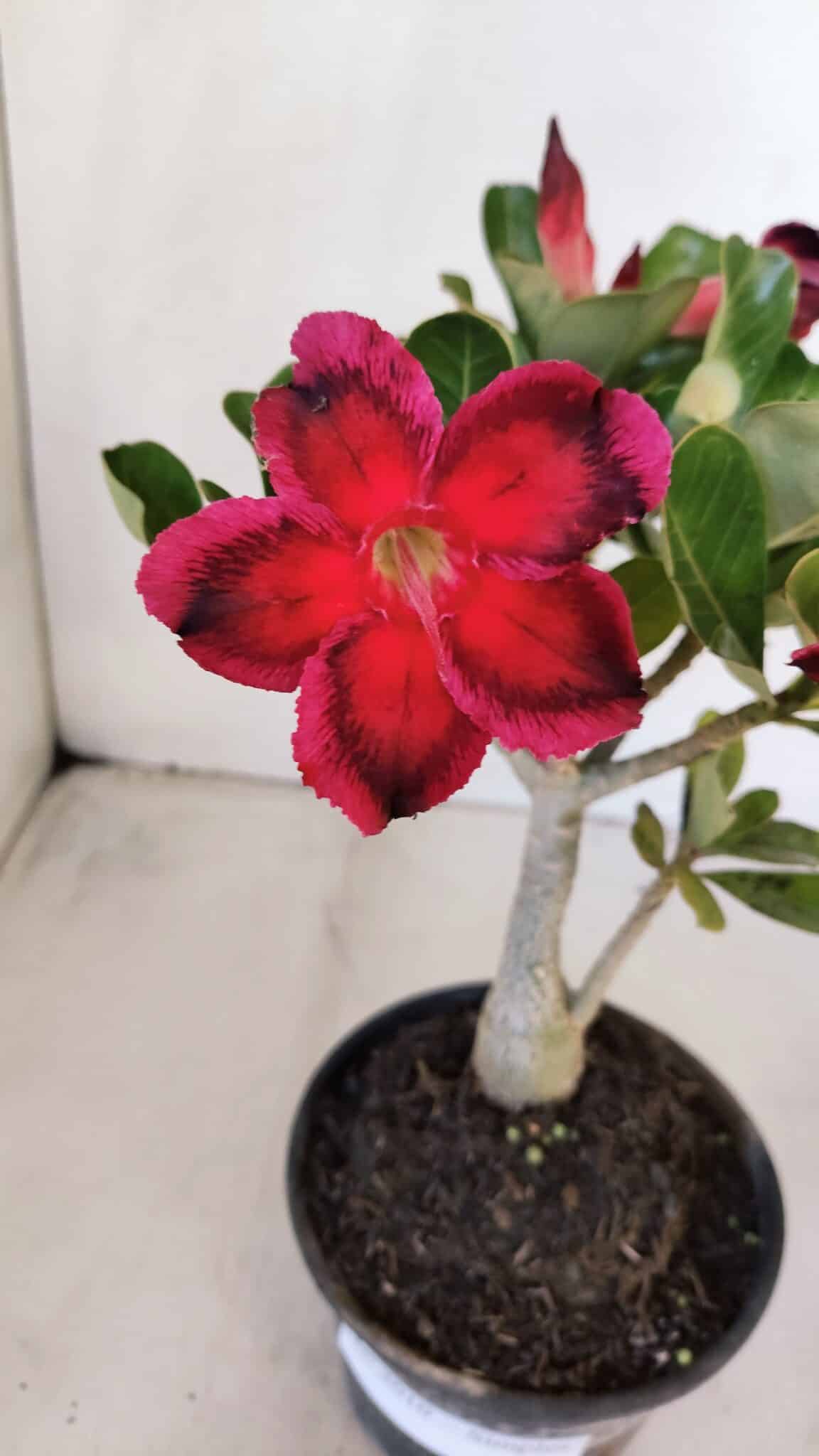 Planta Simples 3010 – 30cm – 02 anos