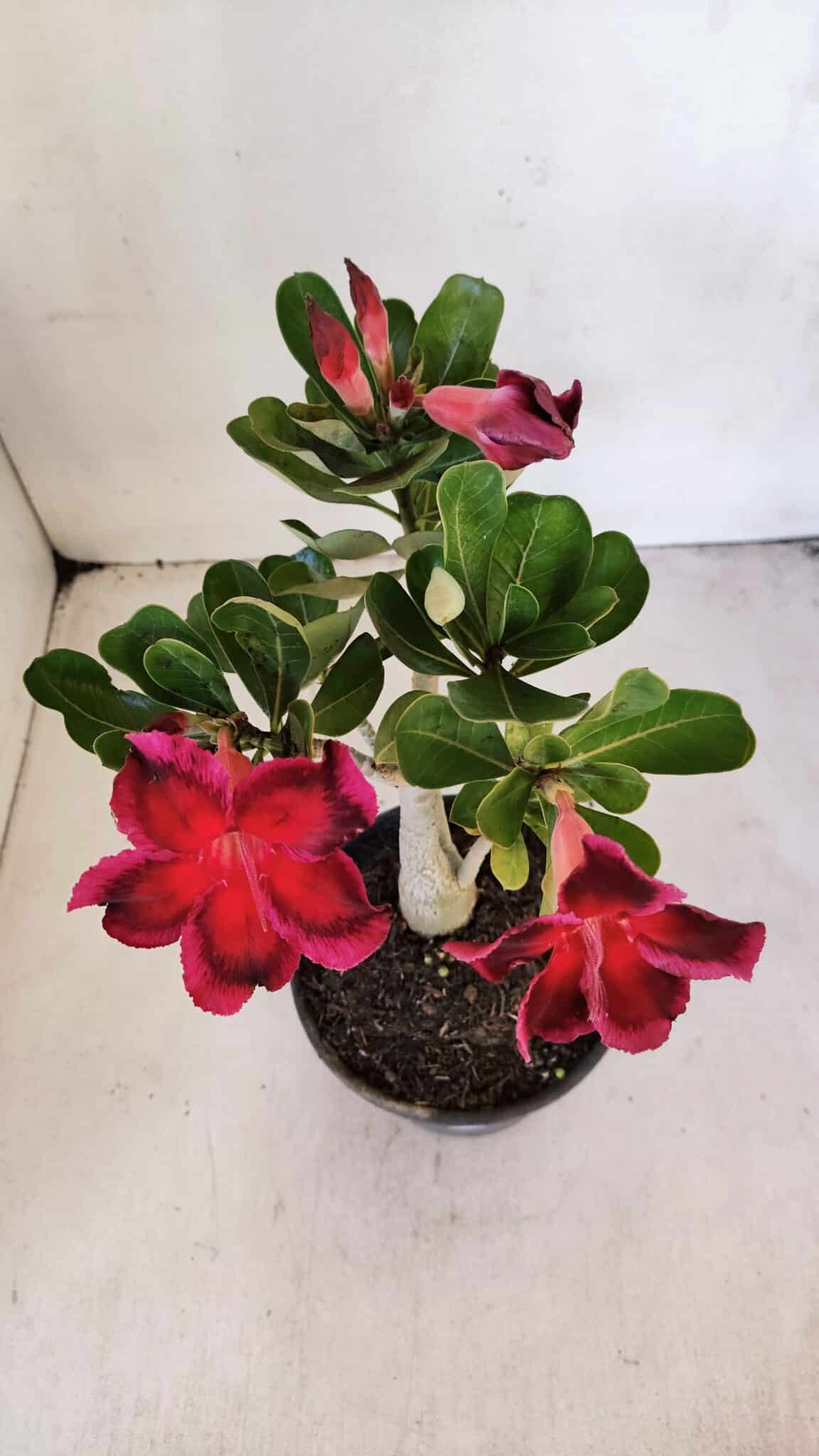 Planta Simples 3010 – 30cm – 02 anos