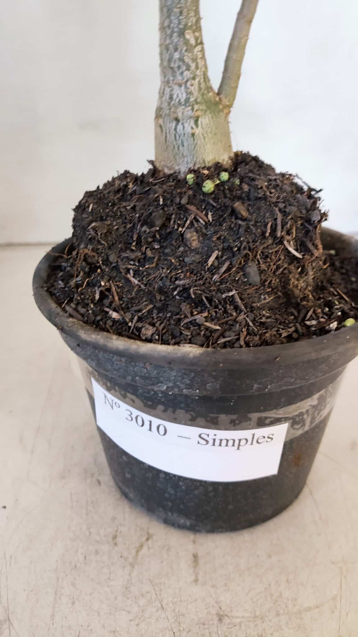 Planta Simples 3010 – 30cm – 02 anos