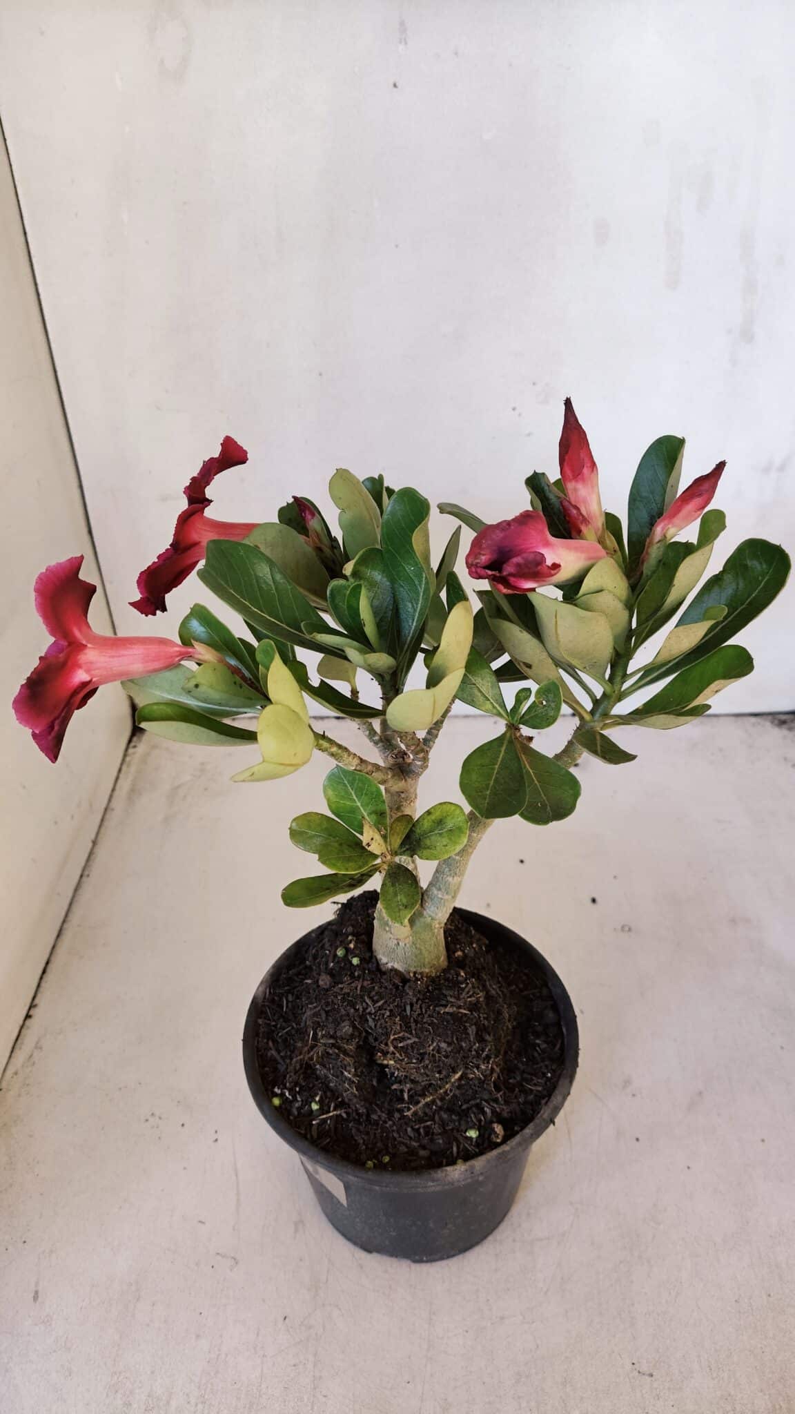 Planta Simples 3010 – 30cm – 02 anos