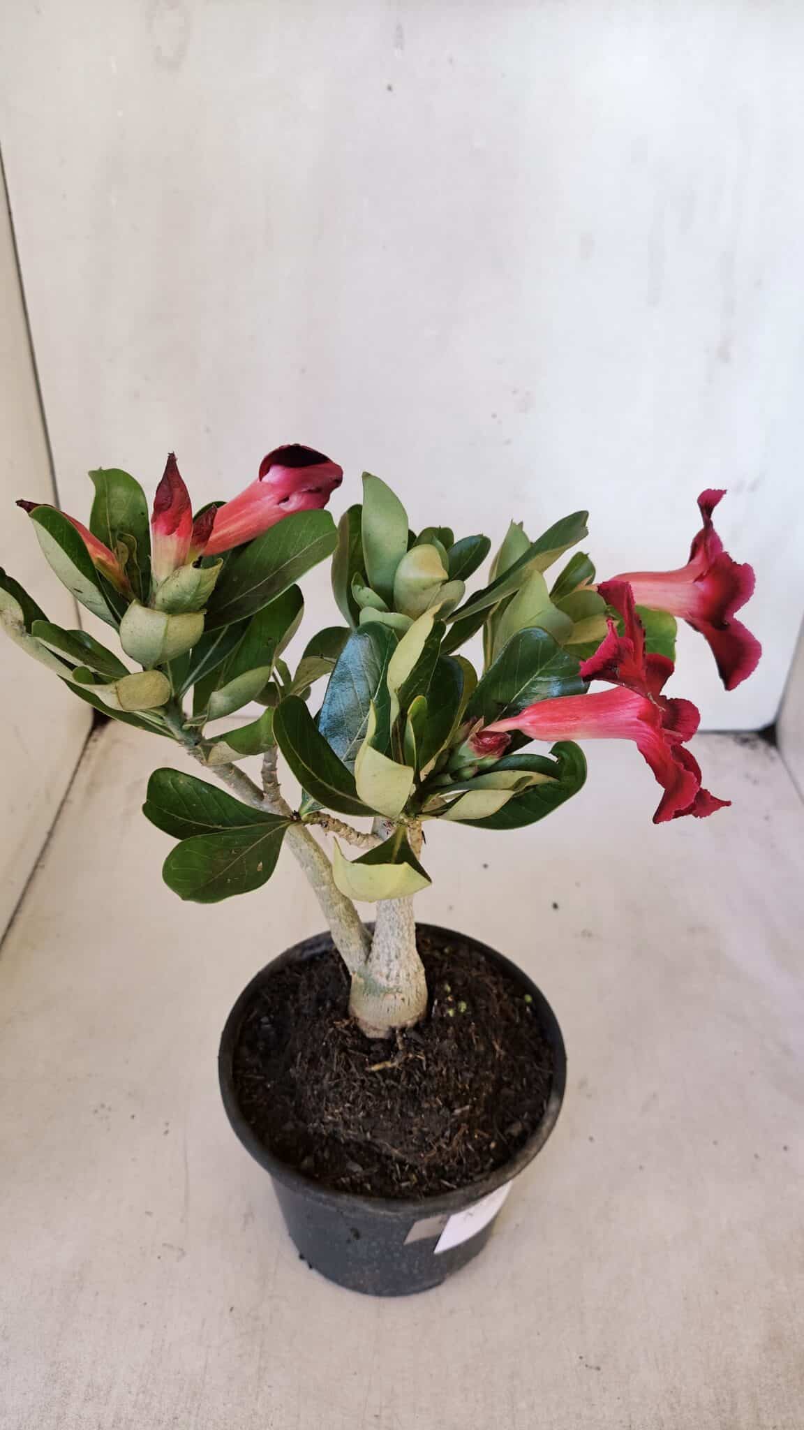 Planta Simples 3010 – 30cm – 02 anos
