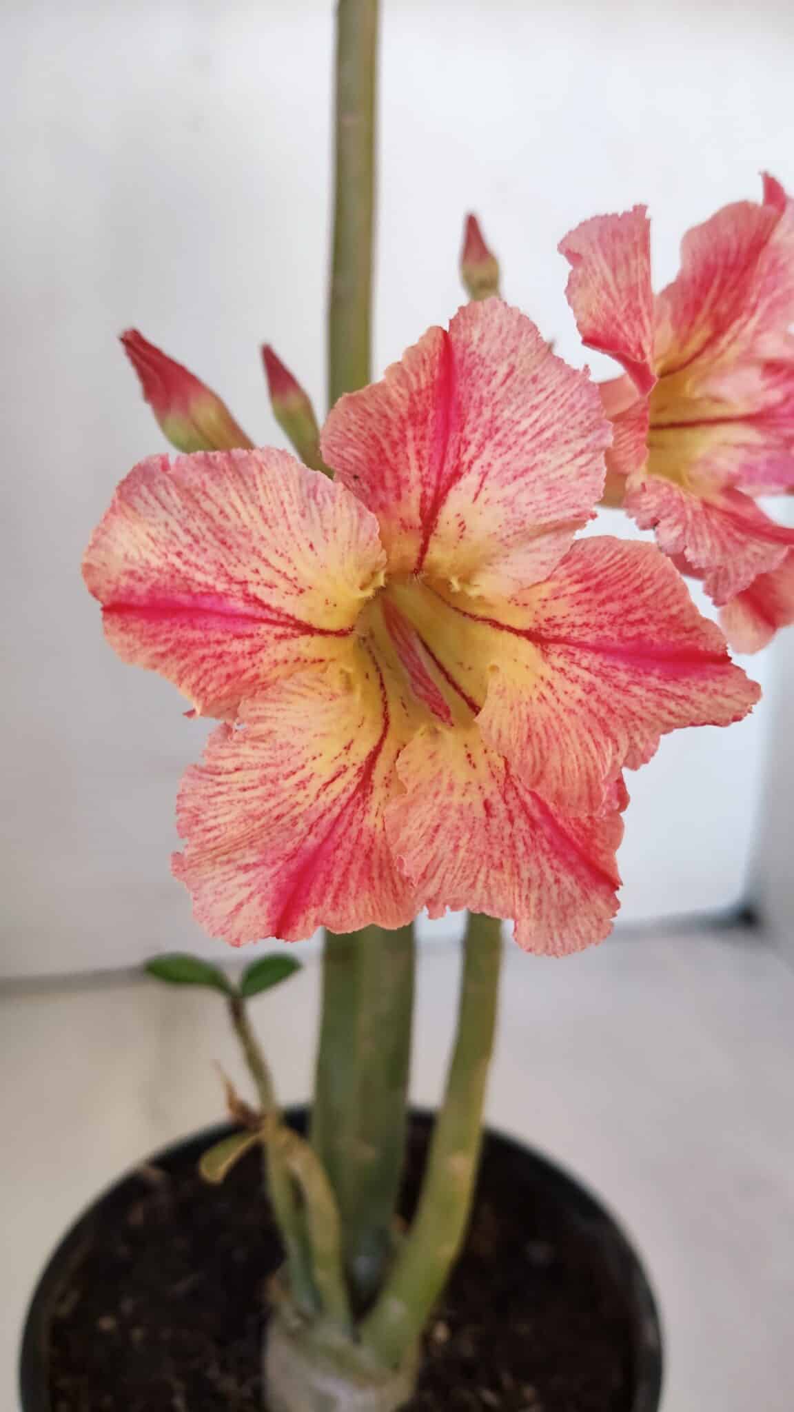 Planta Simples 3011 – 35cm – 03 anos
